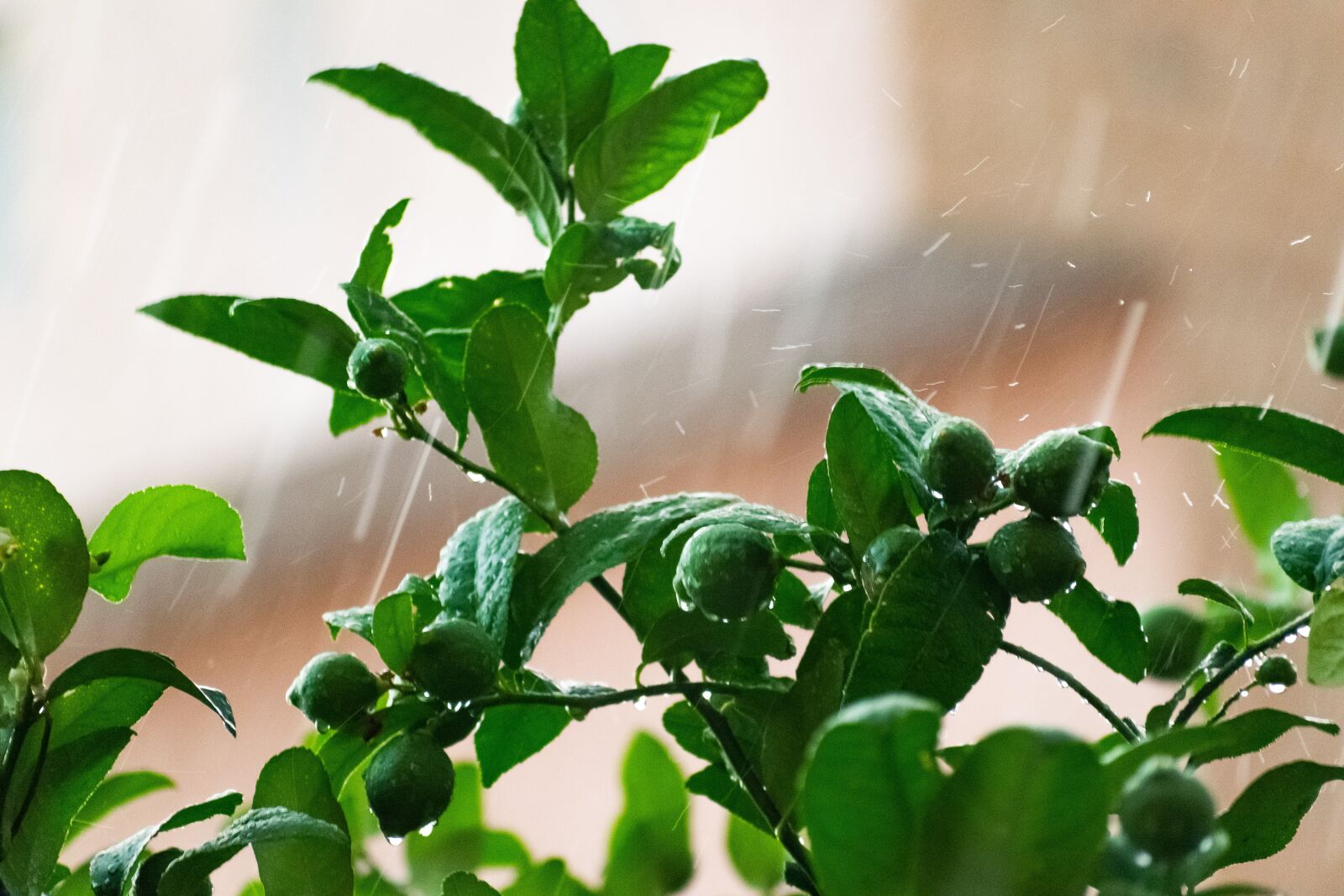 Nikon D3300 sample photo. Raining, droplets, tree photography