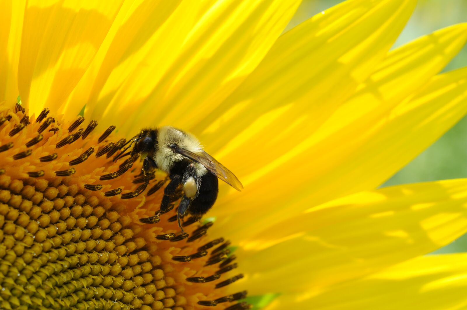 Nikon D90 sample photo. Bee, macro, nature photography