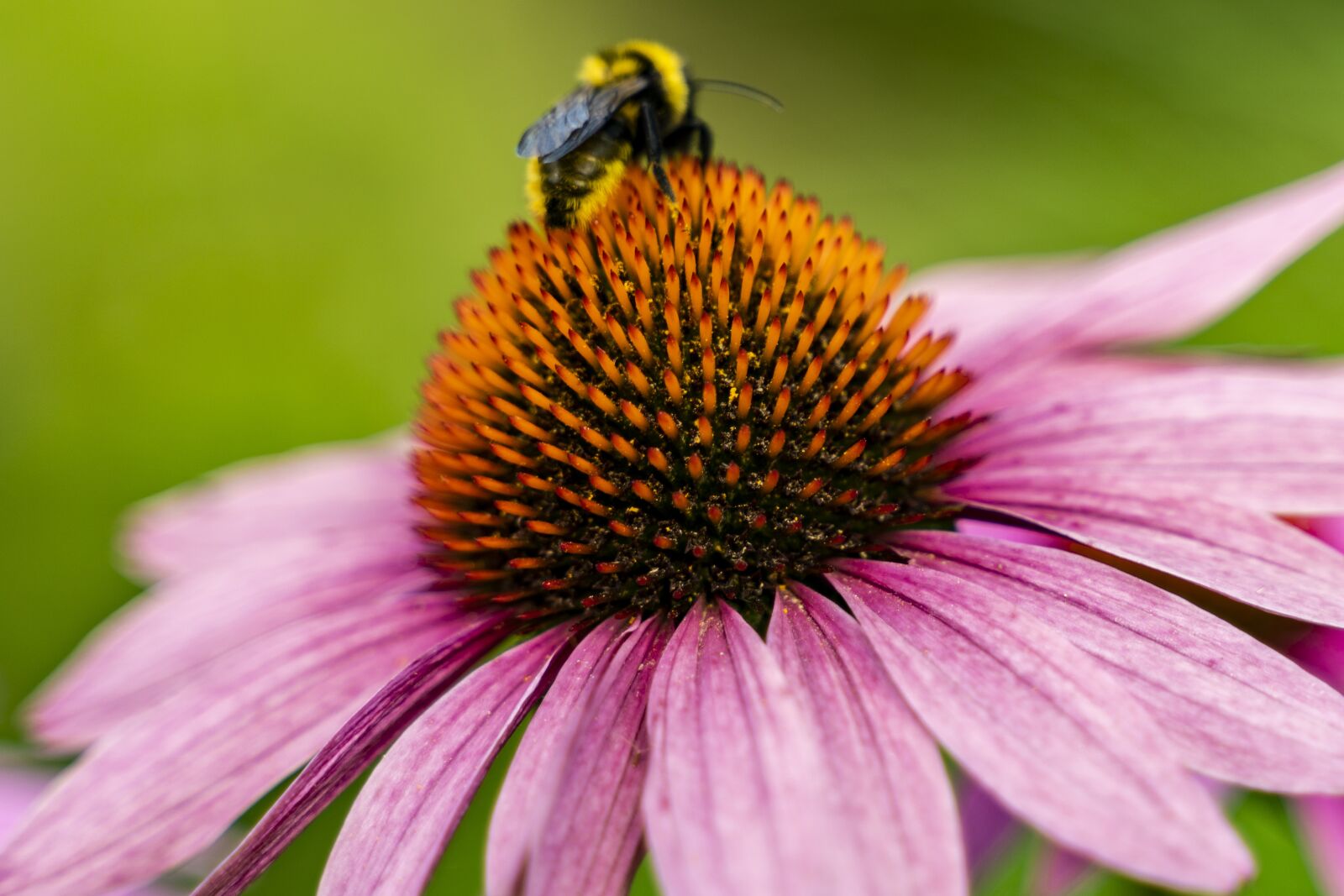 Tamron 28-75mm F2.8 Di III RXD sample photo. Flowers, spring, insect photography