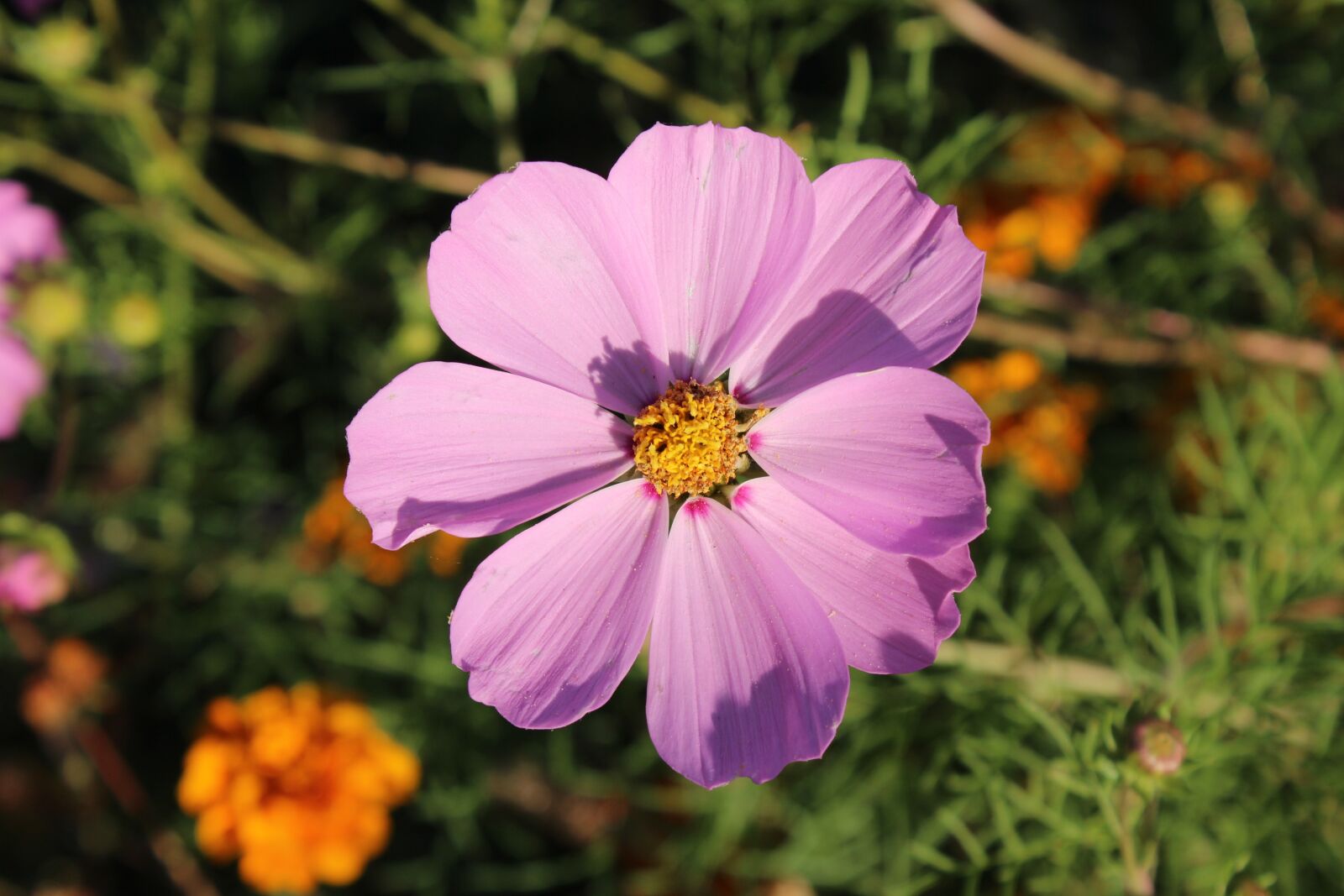 Canon EOS 1200D (EOS Rebel T5 / EOS Kiss X70 / EOS Hi) sample photo. Pink flower, krupnyj plan photography