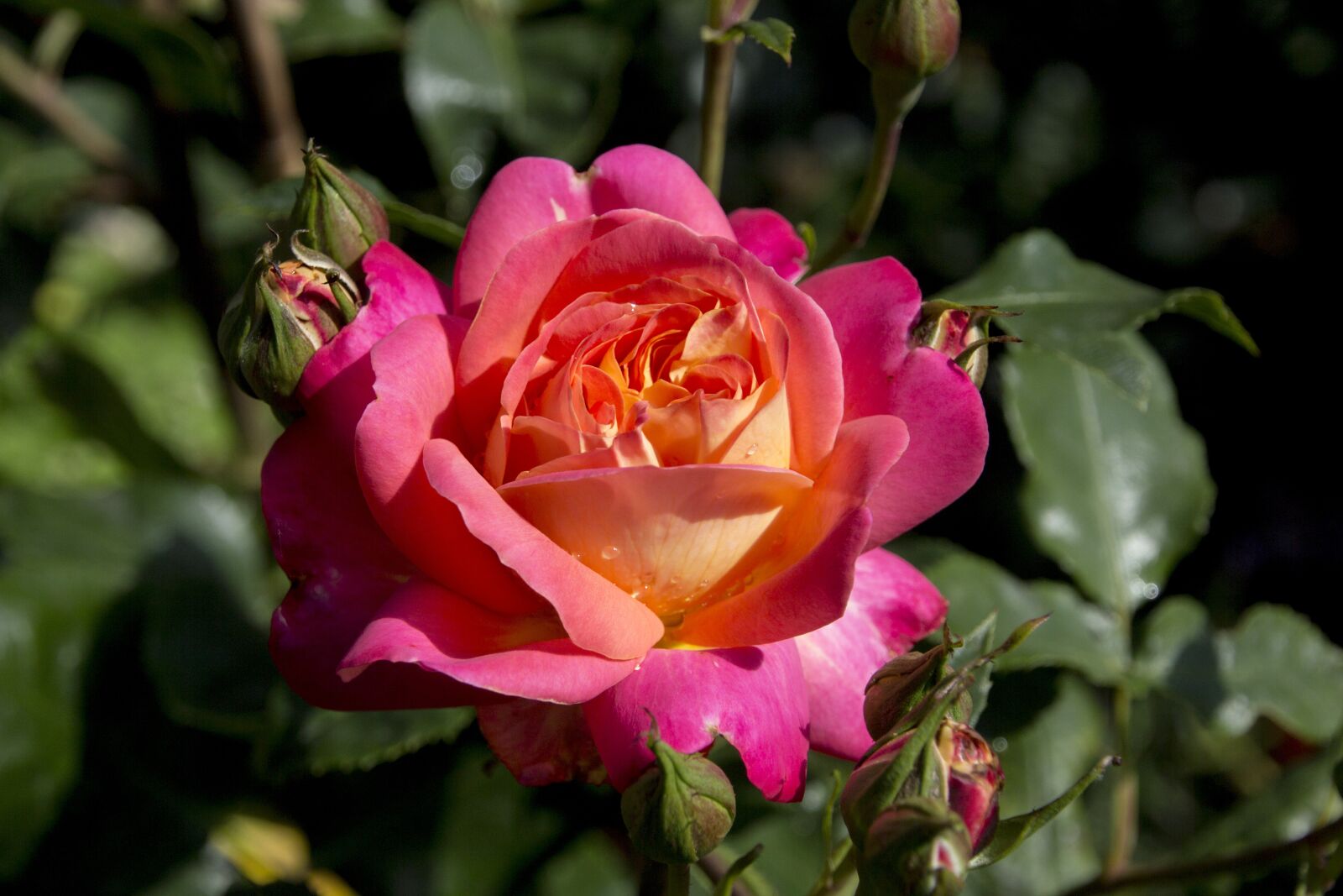 Canon EOS 60D sample photo. Rose, flower, blossom photography