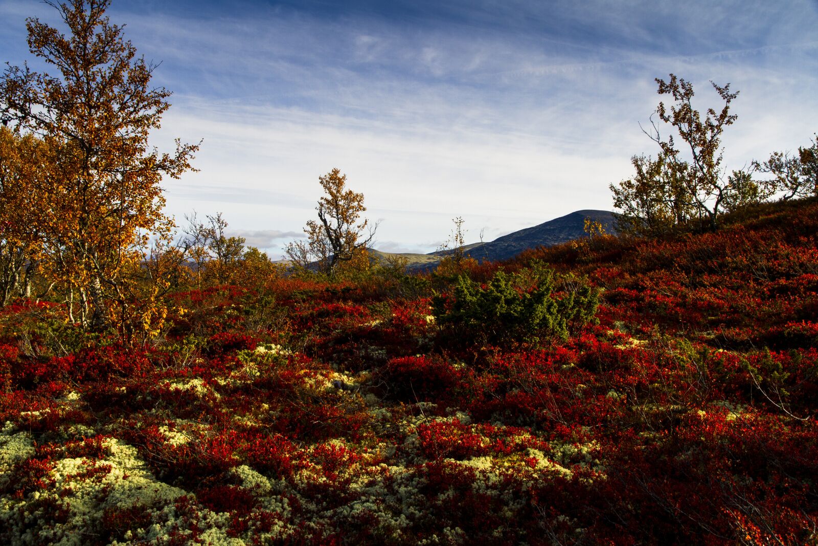 Canon EOS 7D sample photo. Autumn, heather, the nature photography