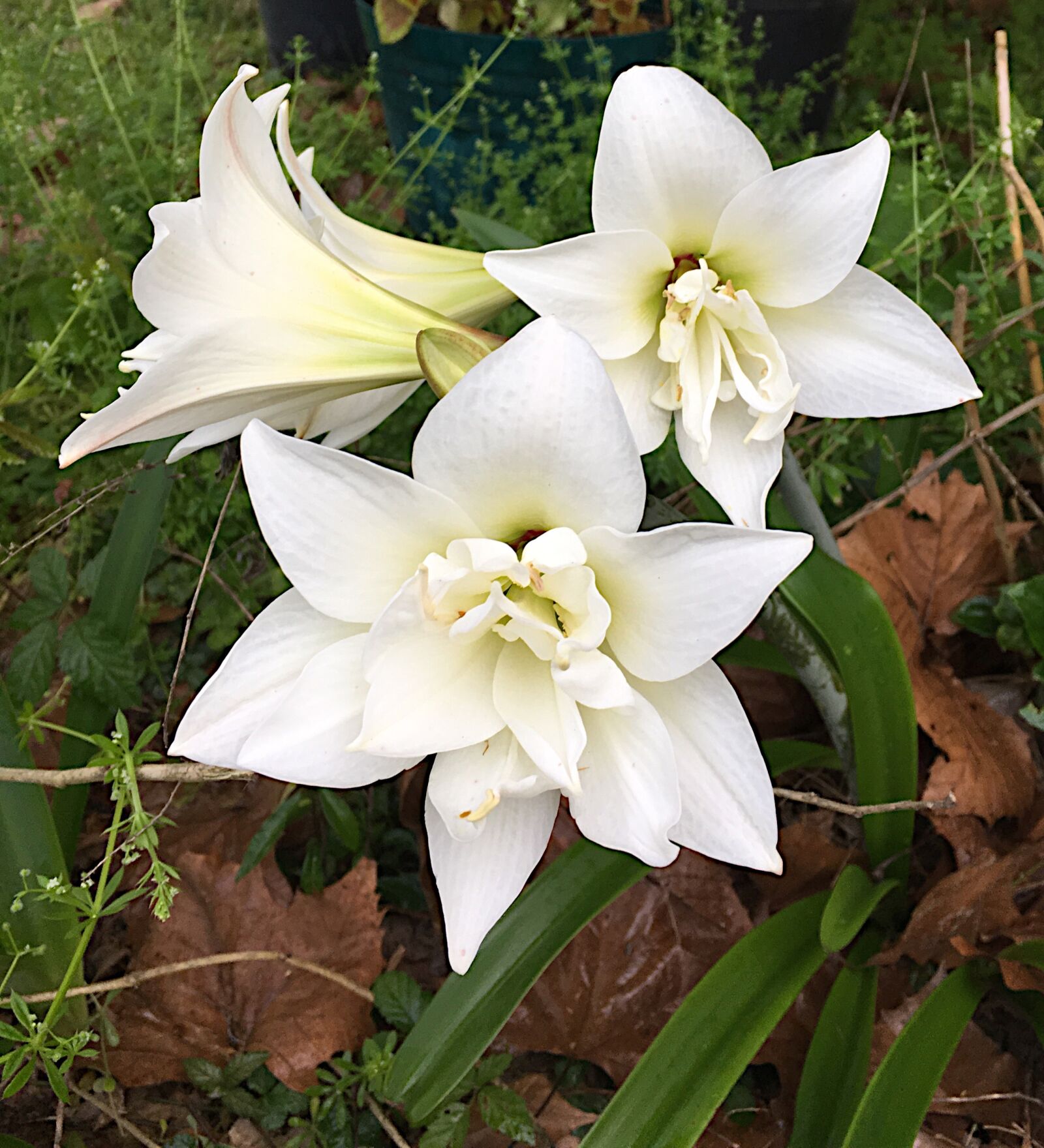 Apple iPhone 6s sample photo. Amaryllis, blossoms, white photography