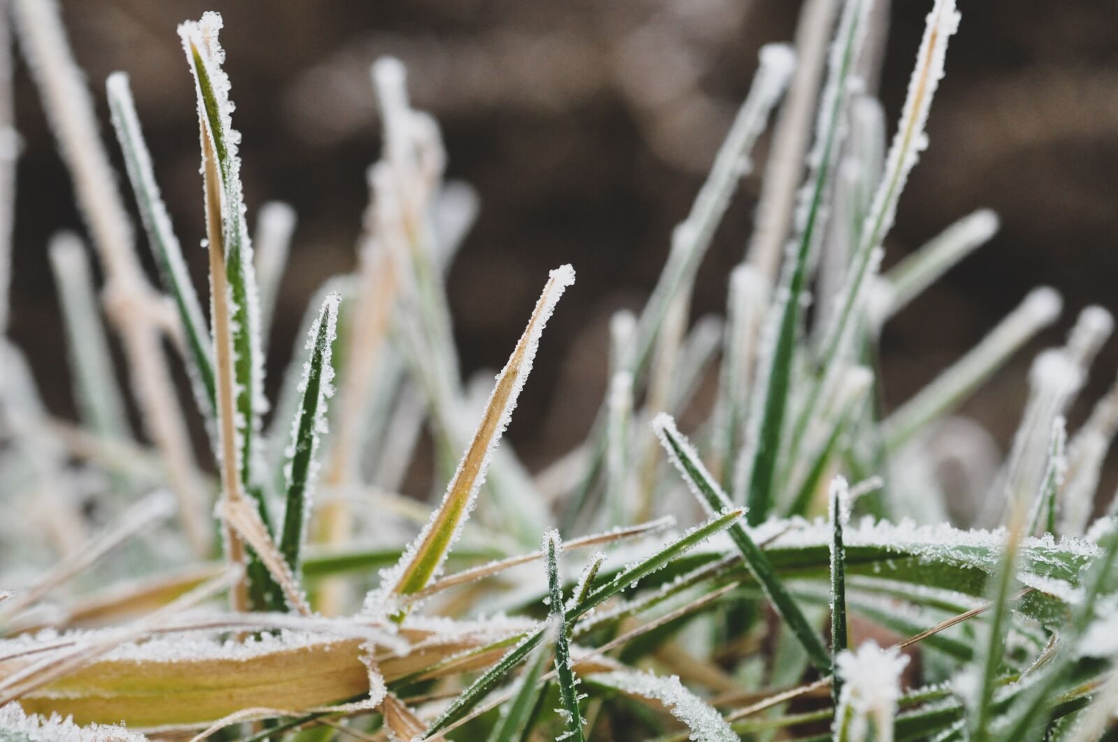 Nikon D90 sample photo. Hoarfrost, ripe, winter photography