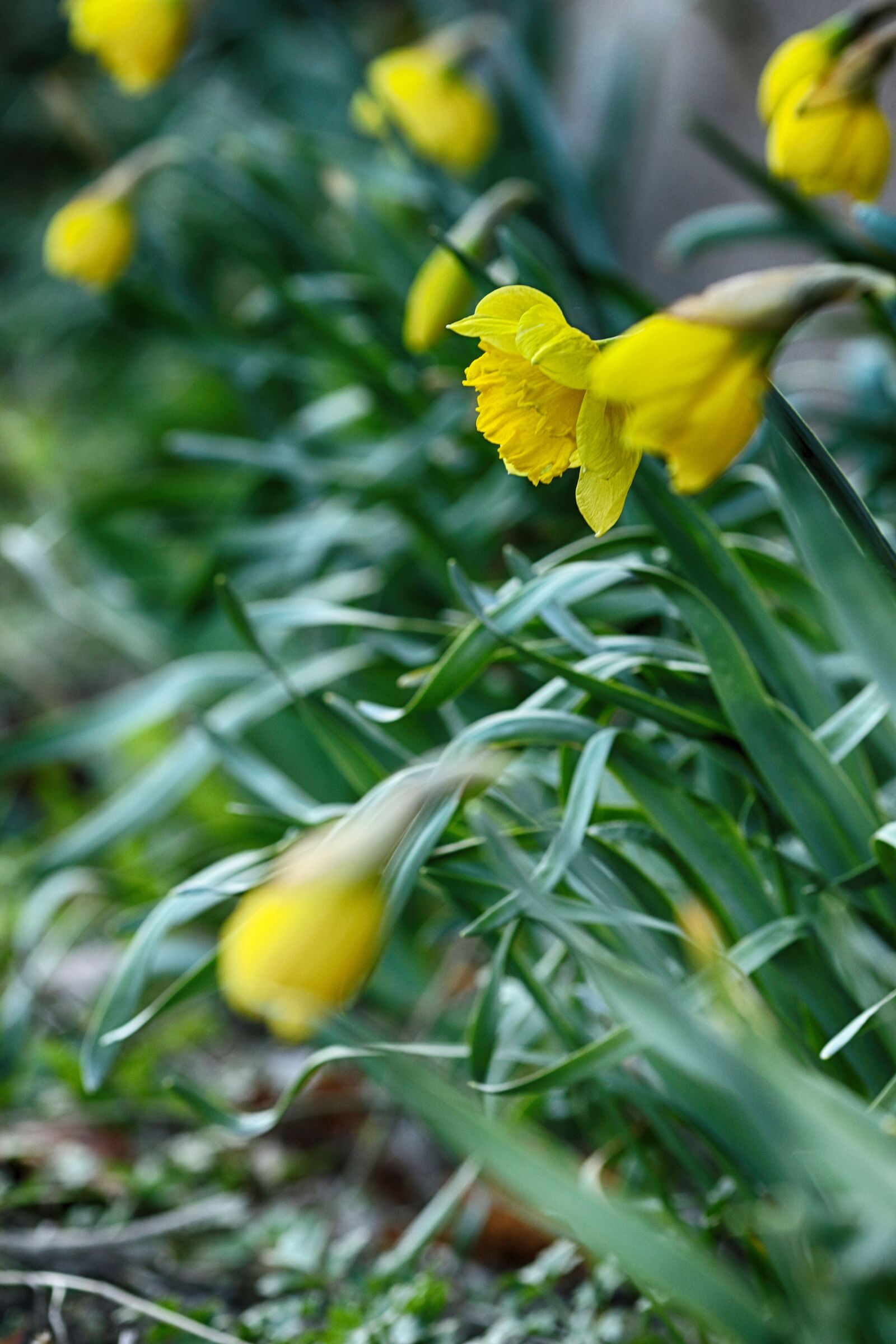Canon EOS 7D Mark II + Canon EF 135mm F2L USM sample photo. Nature, leaf, flora photography