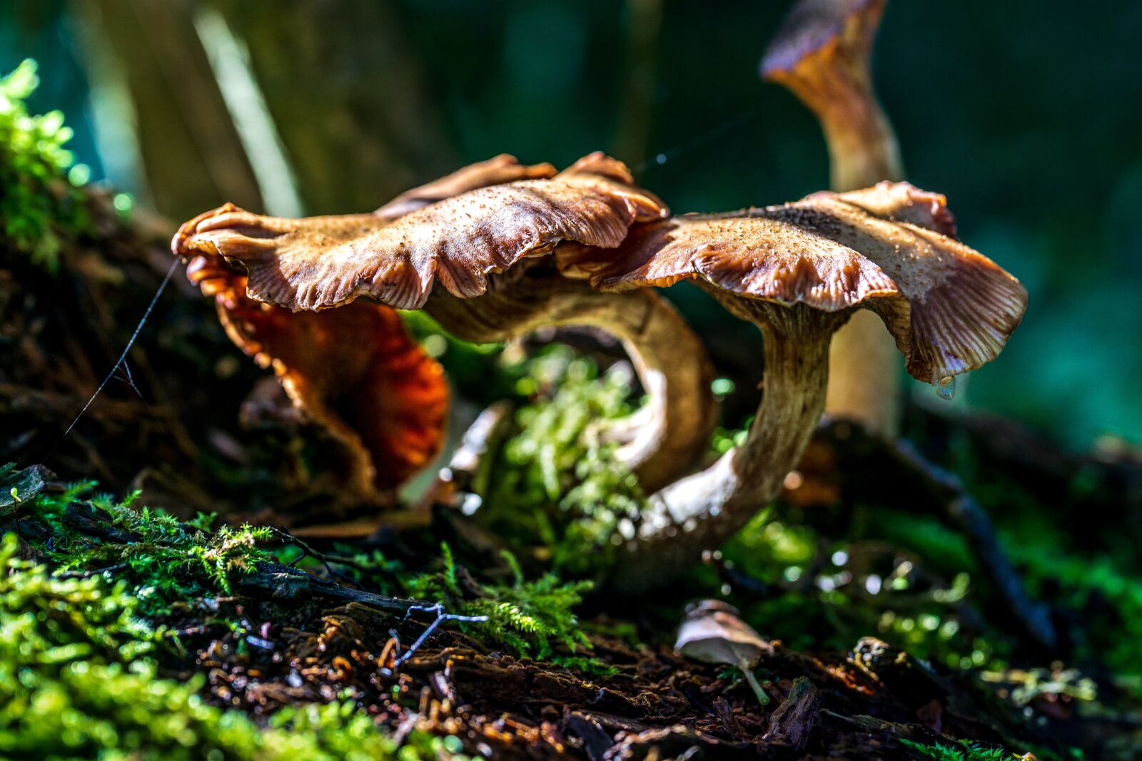 Sigma 70mm F2.8 DG Macro Art sample photo. Mushroom, forest, mushrooms photography