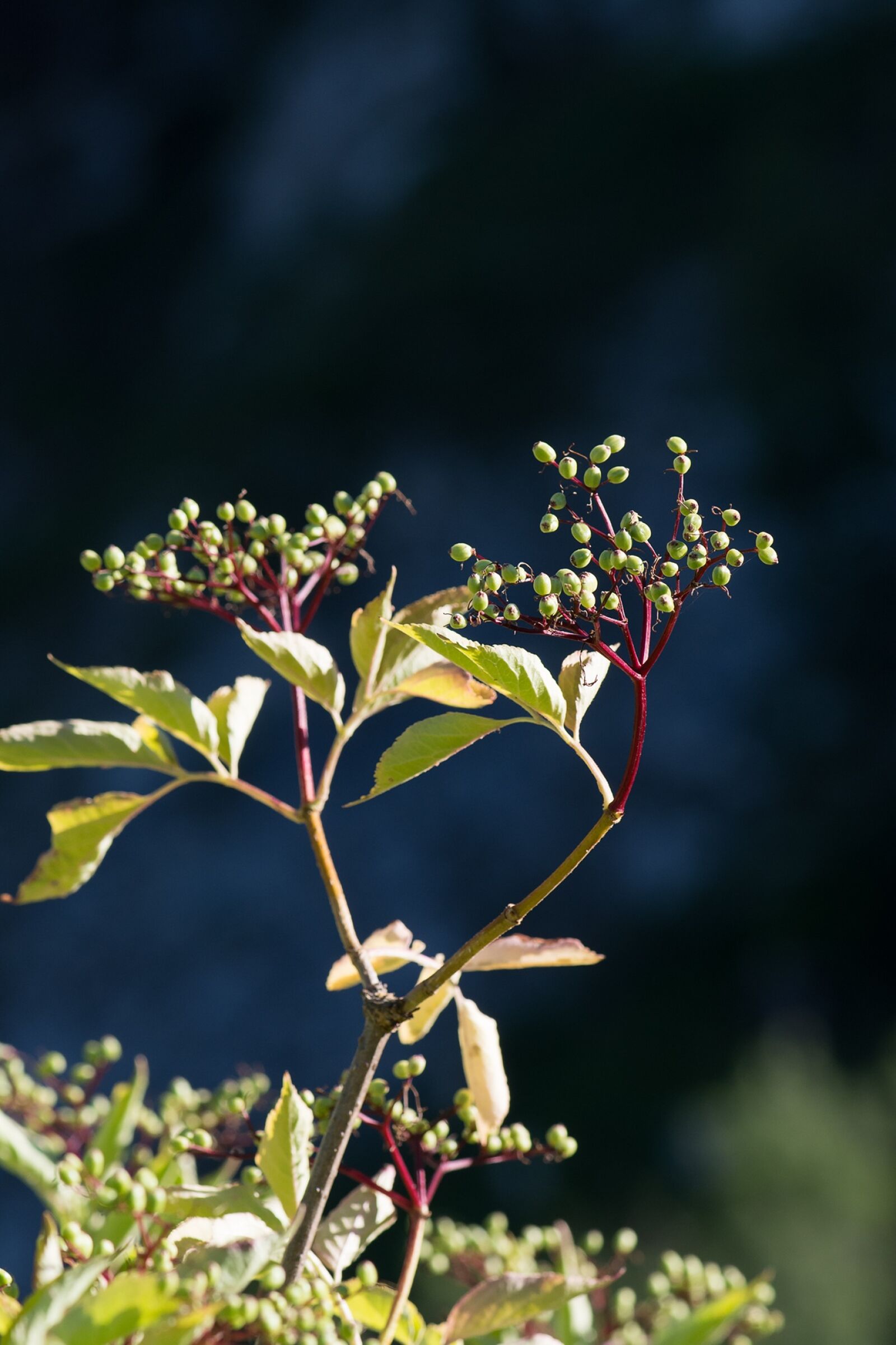 Nikon D7100 sample photo. Elder, adoxaceae, holler photography