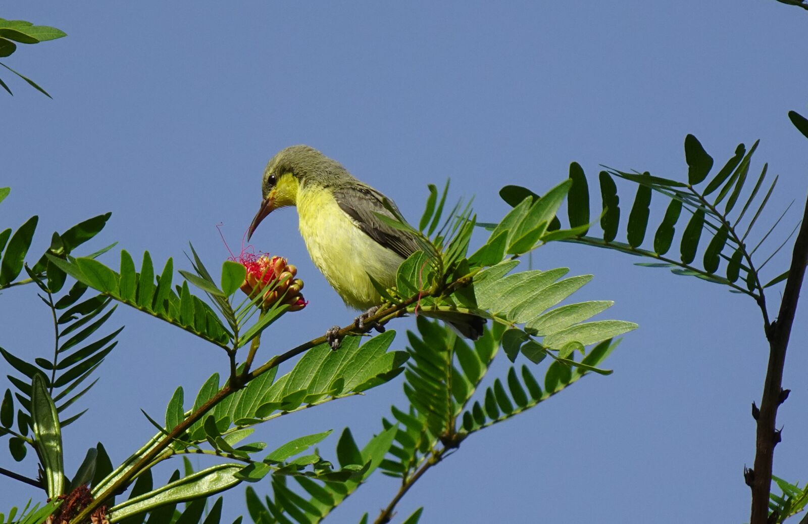 Sony DSC-WX800 sample photo. Bird, purple sunbird, cinnyris photography