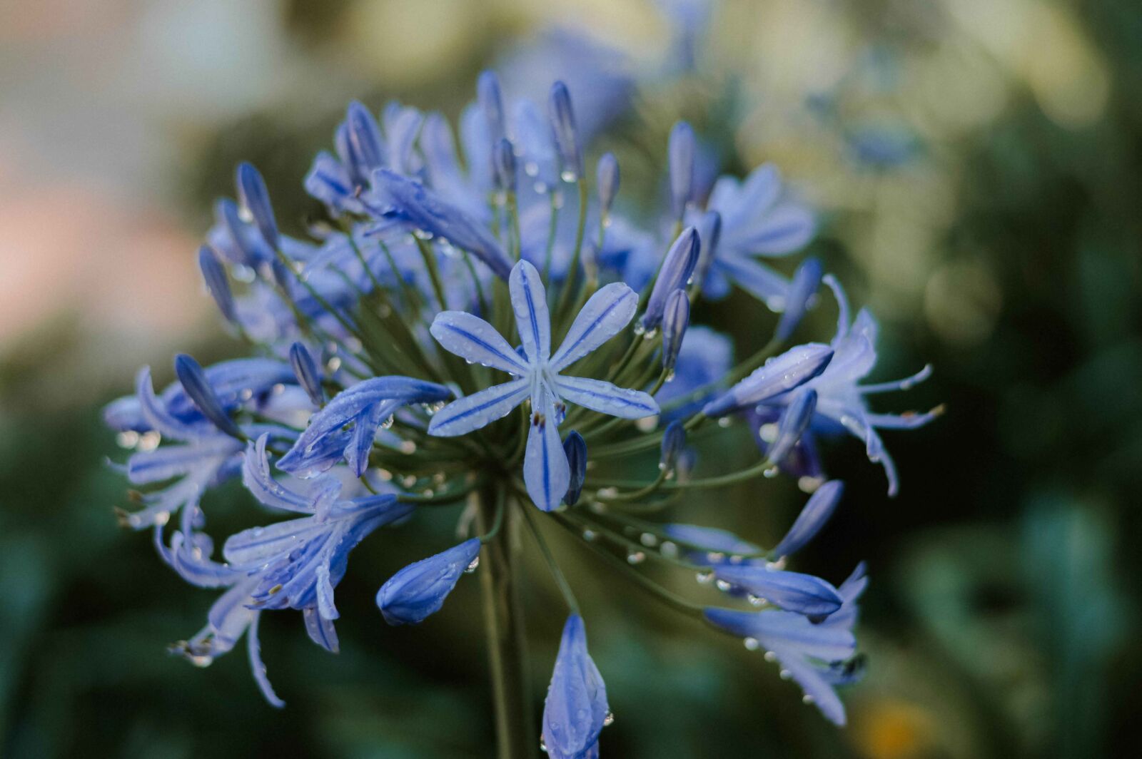 Nikon D3200 sample photo. Blue, lily water, bloom photography