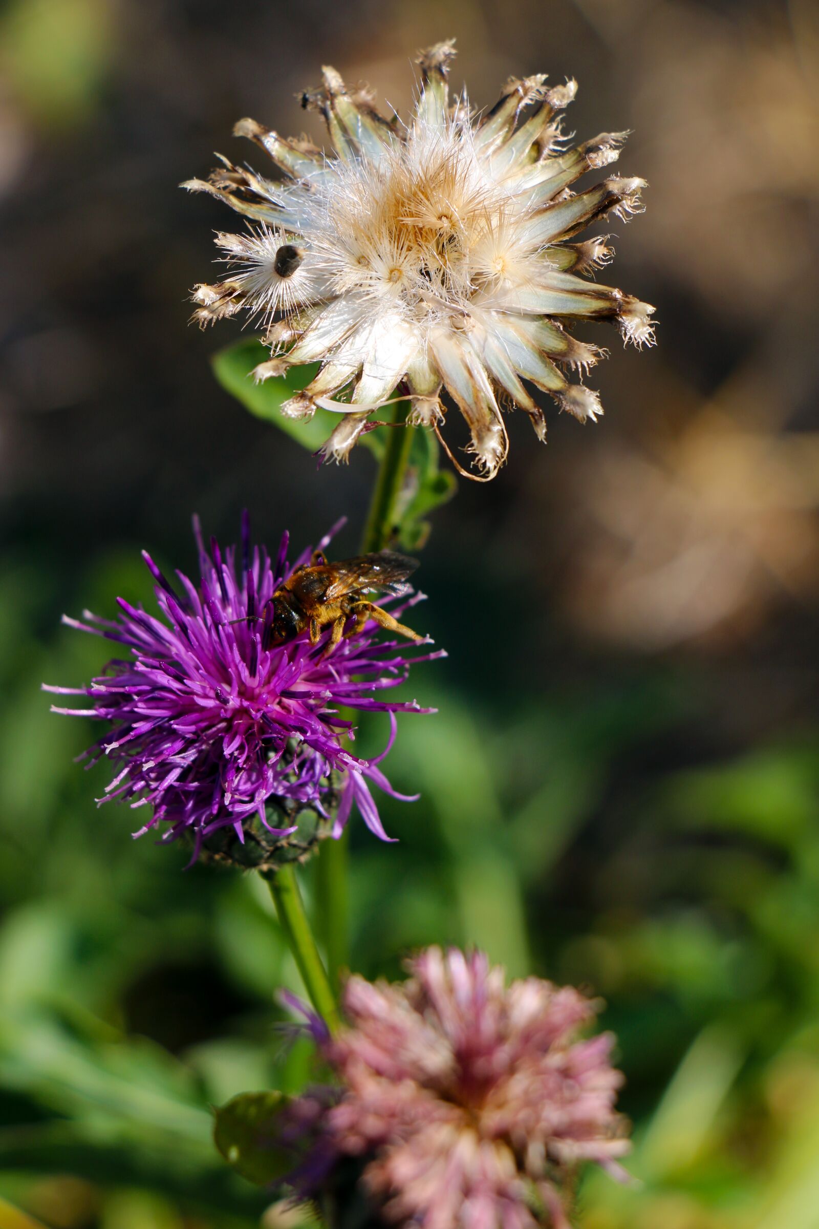 Canon EOS 70D sample photo. Diestel, wasp, insect photography