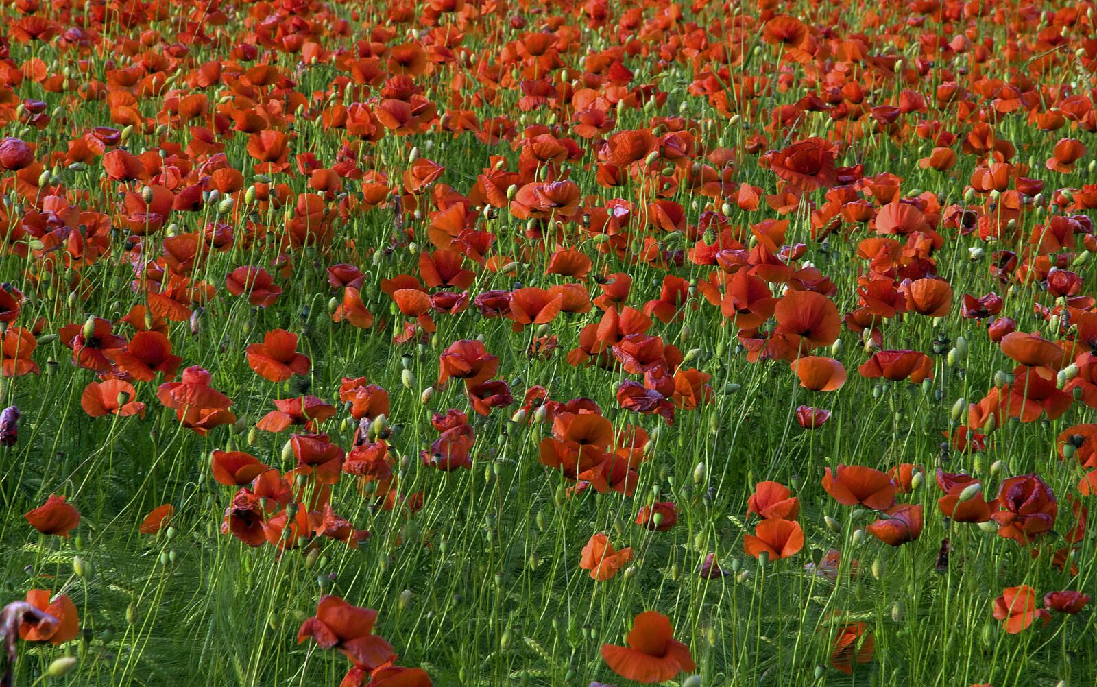 Nikon D300 sample photo. Flowers, poppies, nature photography