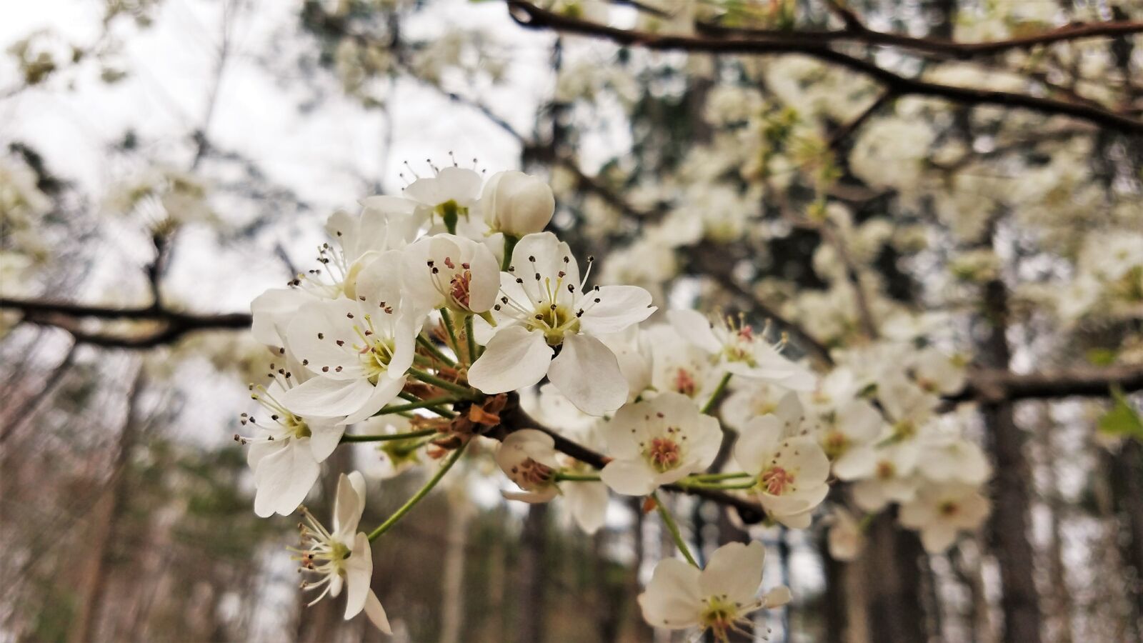 Samsung Galaxy S7 sample photo. Cherry, tree, branch photography