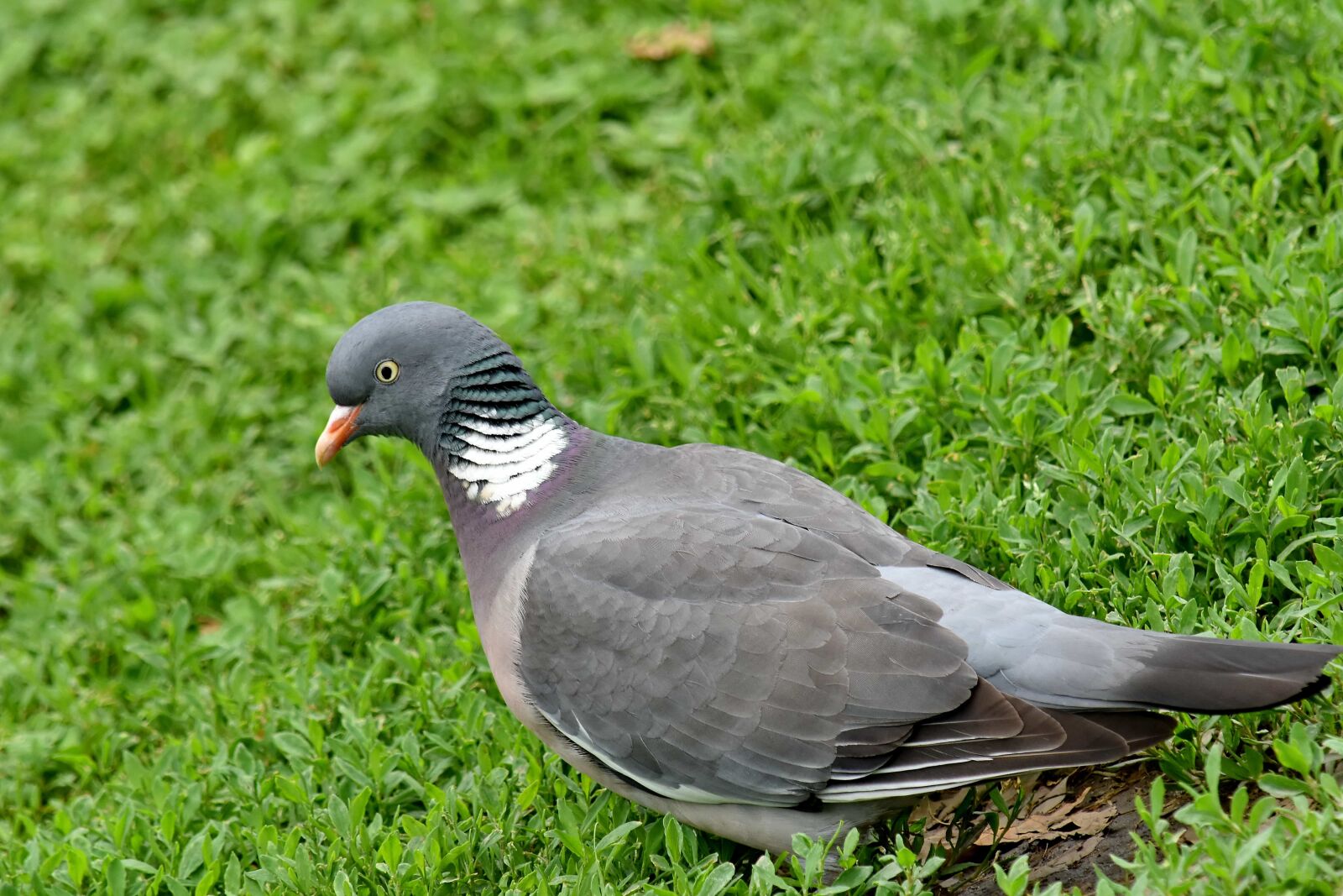 Nikon D5500 sample photo. Ornithology, pigeon, wildlife, beak photography