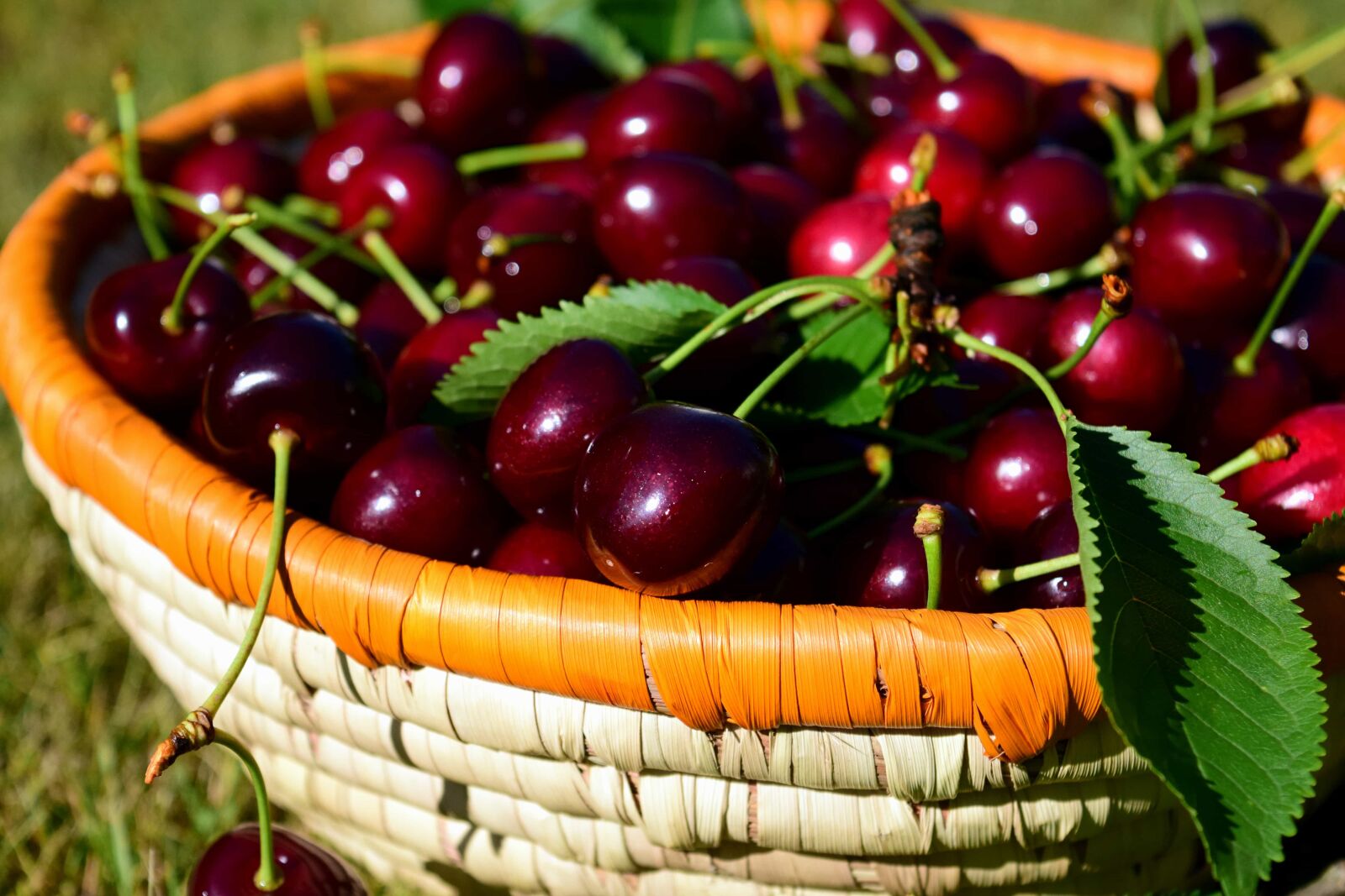 Nikon D3300 sample photo. Basket, leaf, fruit, wicker photography