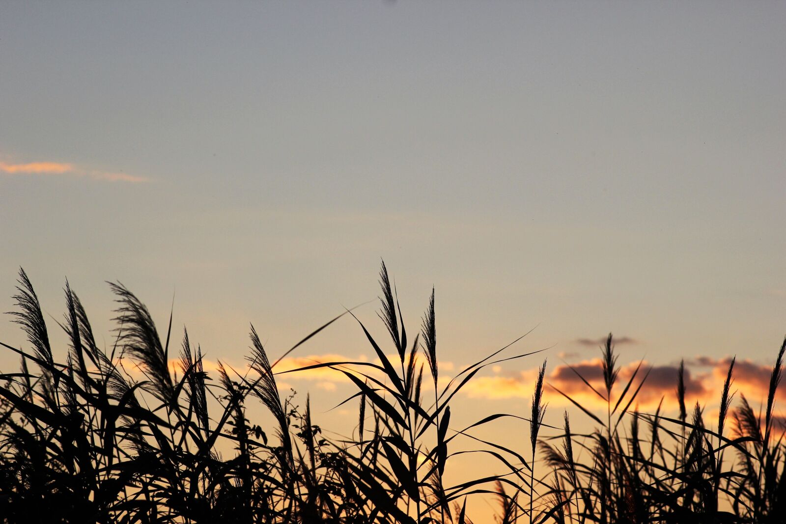 Canon EOS 550D (EOS Rebel T2i / EOS Kiss X4) sample photo. Cane, evening, sunset photography