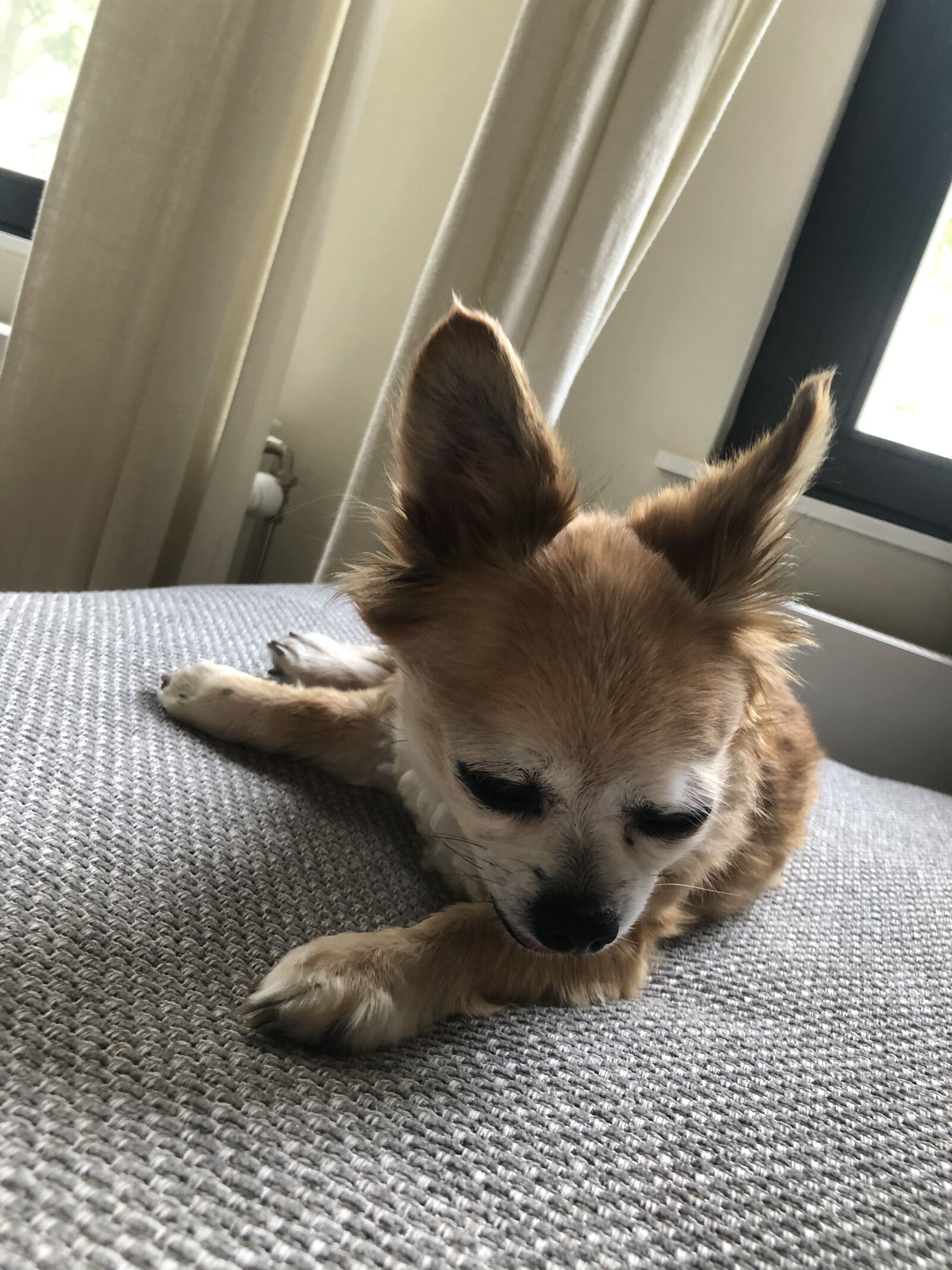 Apple iPhone X sample photo. Chihuahua, dog, animal photography