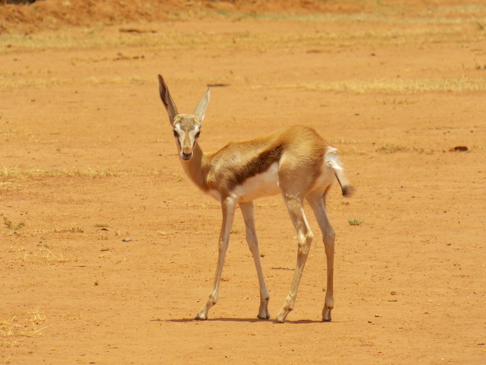 Nikon COOLPIX L320 sample photo. Springbok, gazelle, african photography