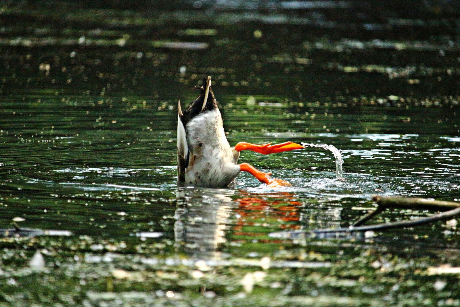 Canon EOS 100D (EOS Rebel SL1 / EOS Kiss X7) sample photo. Duck, bird, running duck photography