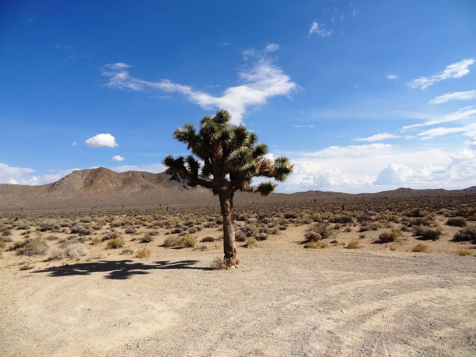 Sony Cyber-shot DSC-HX9V sample photo. Joshua tree, desert, landscape photography