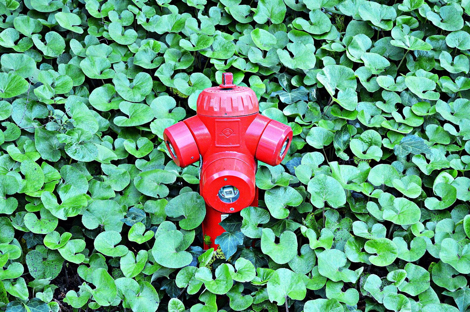 Nikon D3200 sample photo. Fire, hydrant, water photography