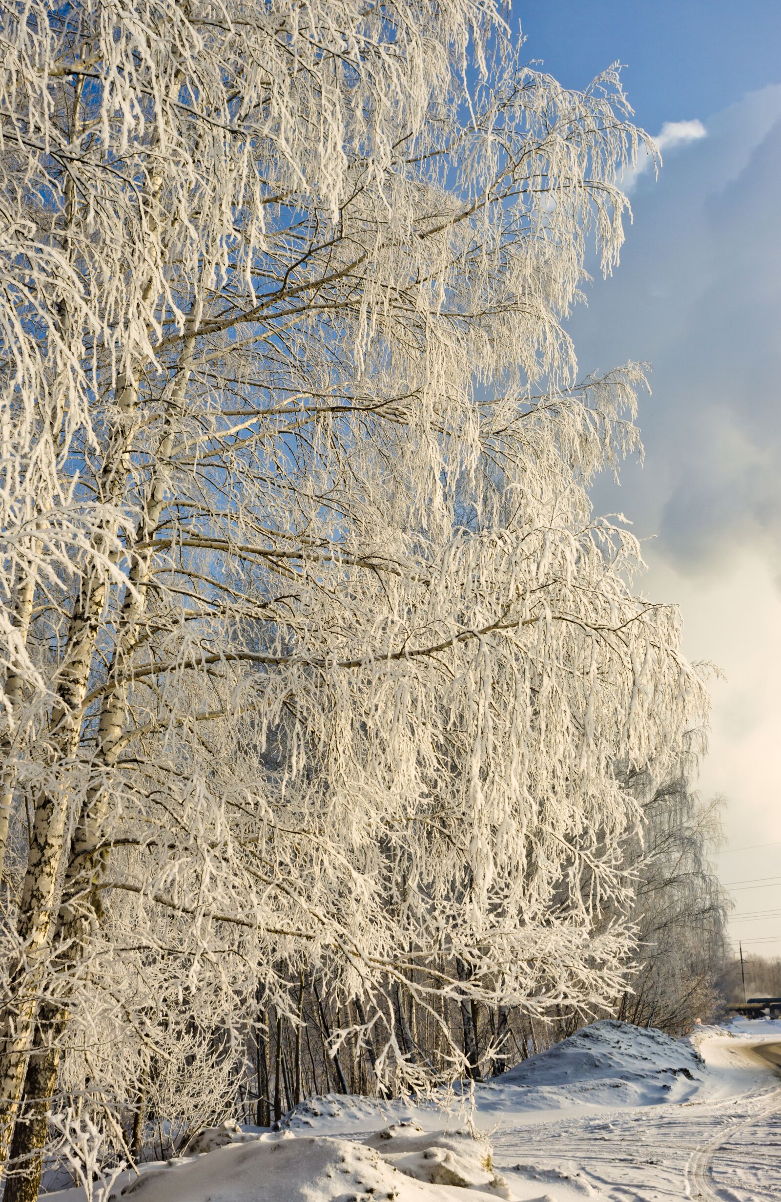 Sony SLT-A77 sample photo. Nature, winter, tree photography