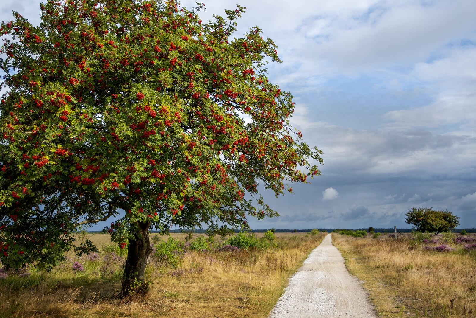 Nikon D500 sample photo. Netherlands, fochteloërveen, nice photography