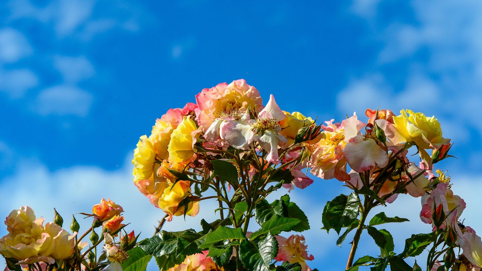Nikon D7000 sample photo. Roses, garden, beauty photography