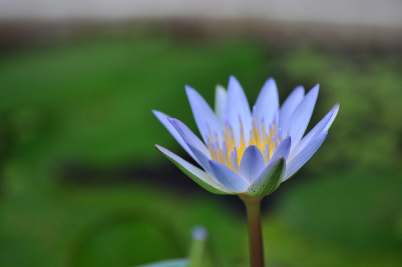 Nikon D90 sample photo. Lotus, water lily, pink photography
