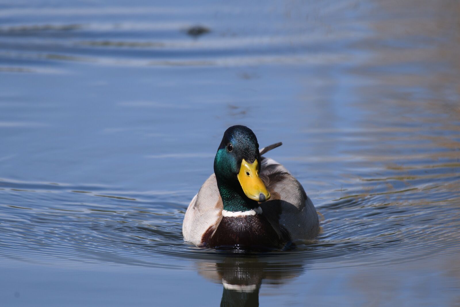 Nikon D500 sample photo. Duck, water, swim photography