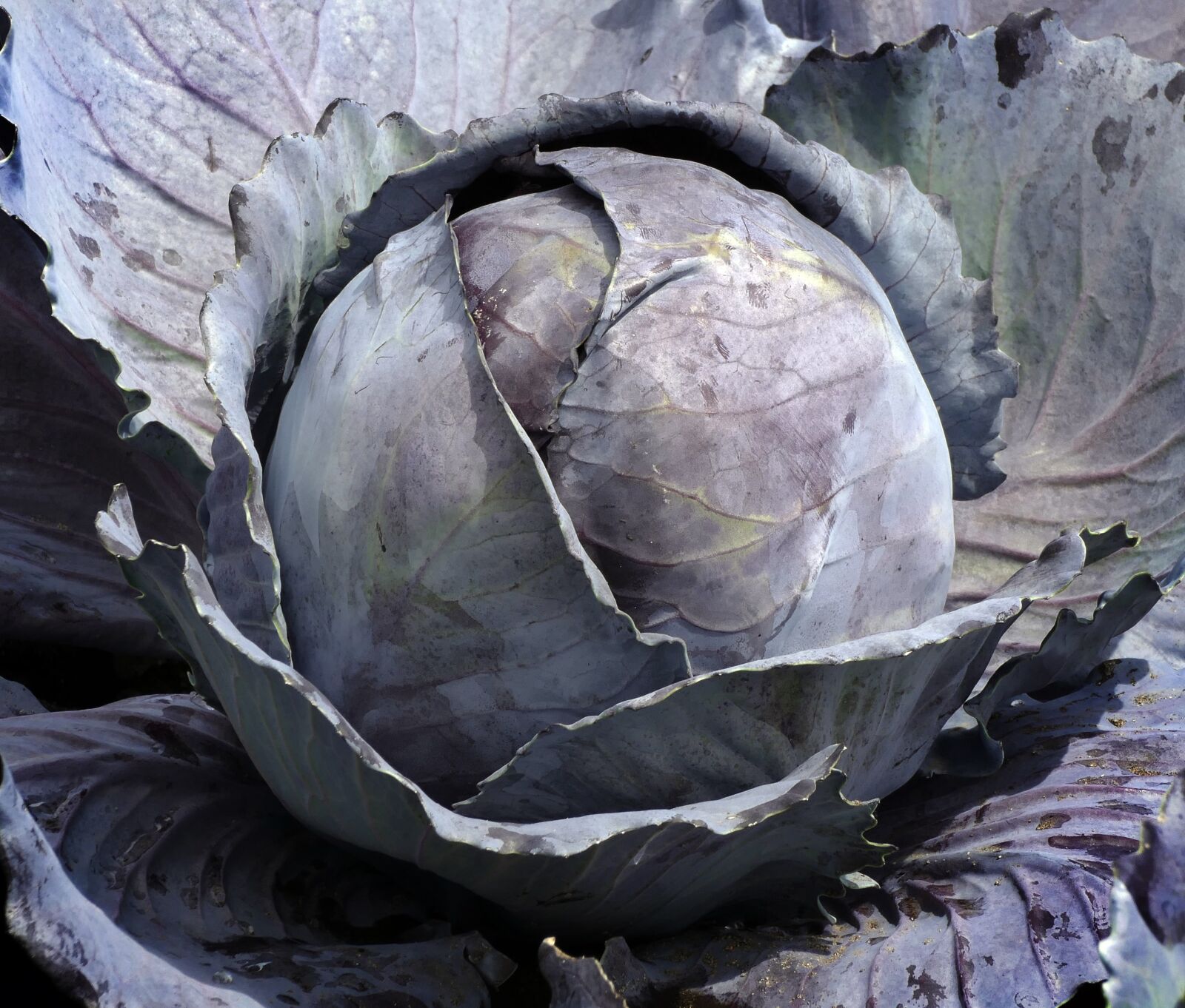 Panasonic Lumix DMC-FZ1000 sample photo. Vegetables, red cabbage, blue photography