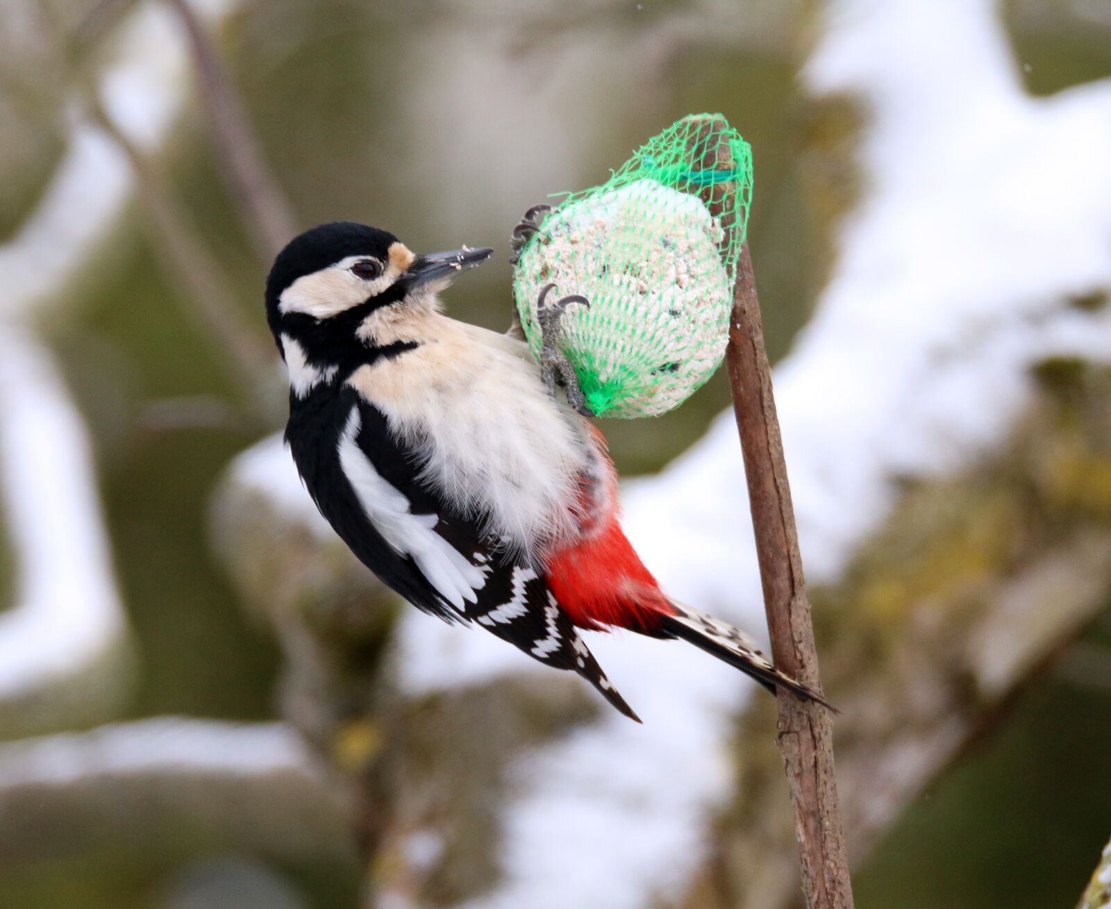 Canon EOS 70D sample photo. Great spotted woodpecker, bird photography