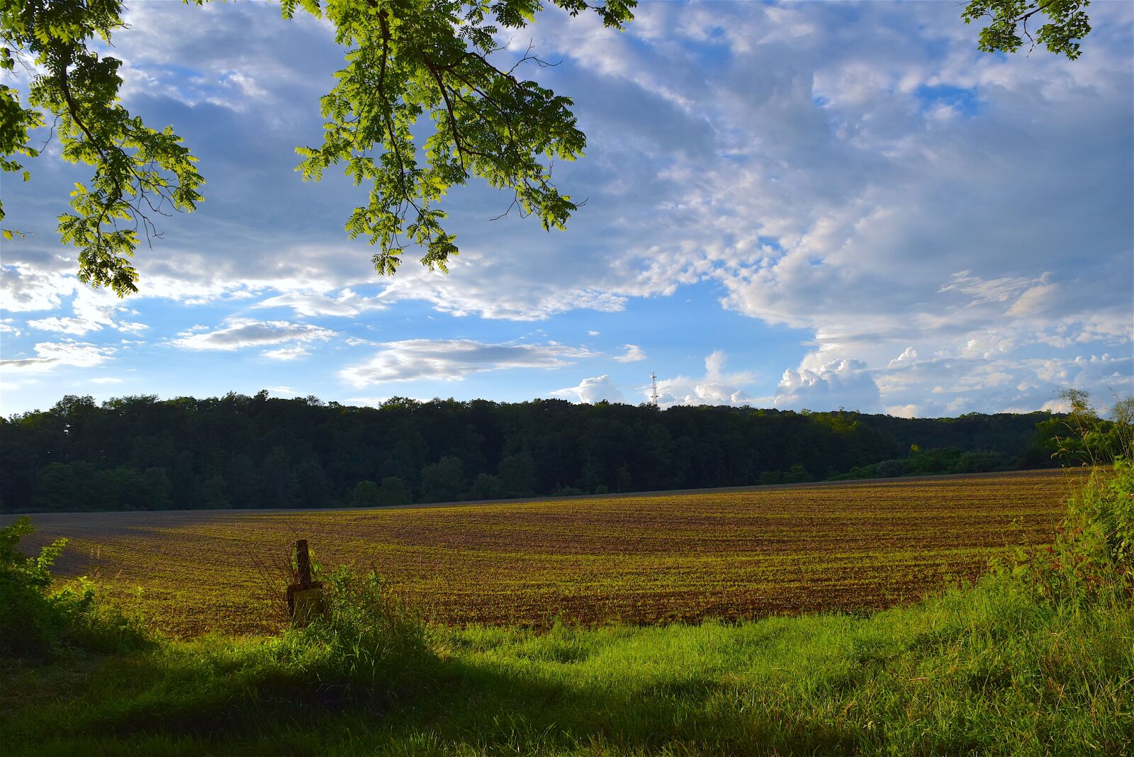 Nikon D3300 sample photo. Field, sunset, lighting photography