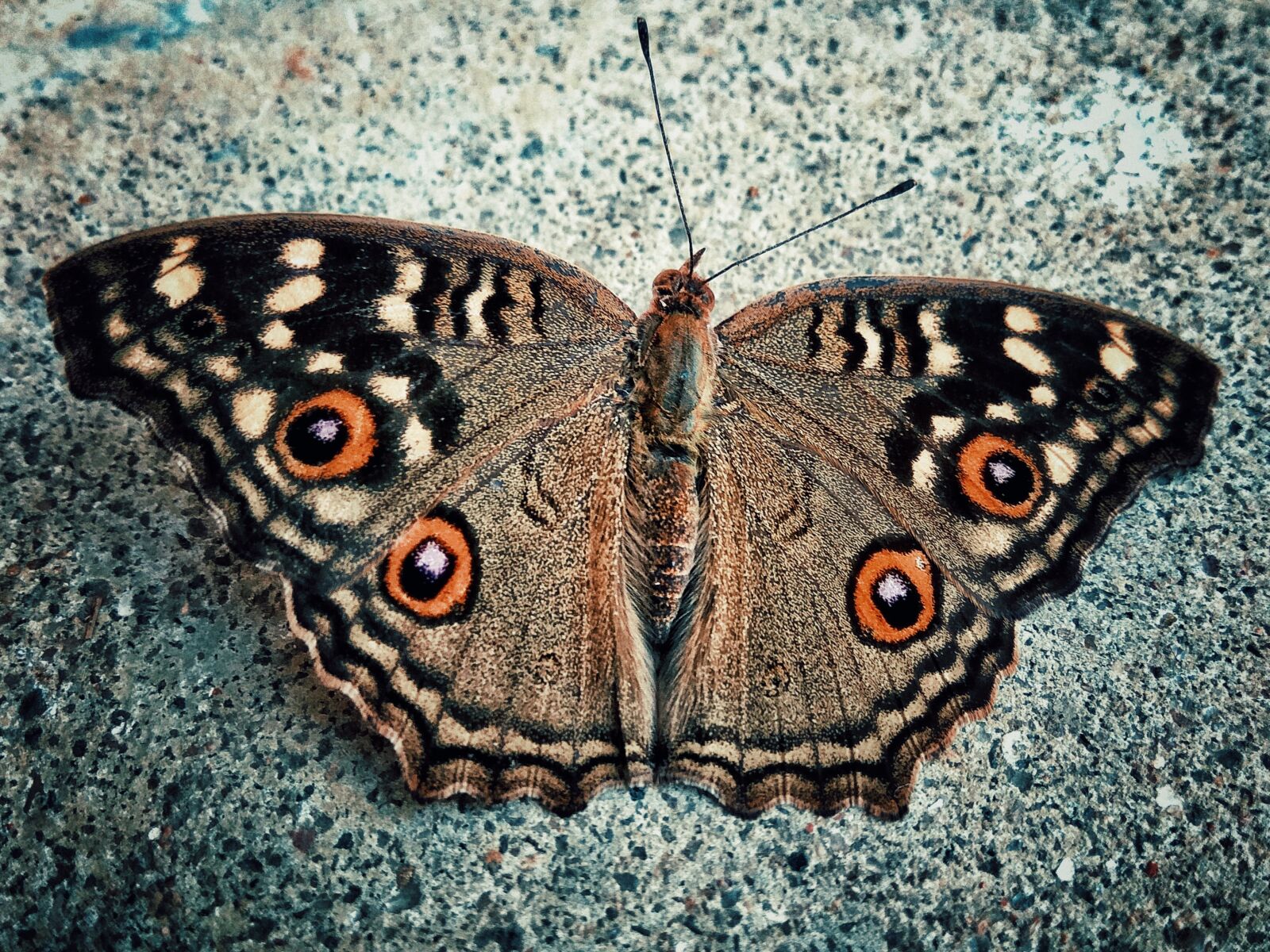 Xiaomi Redmi Note3 sample photo. Beautiful, beauty, butterflies, butterfly photography