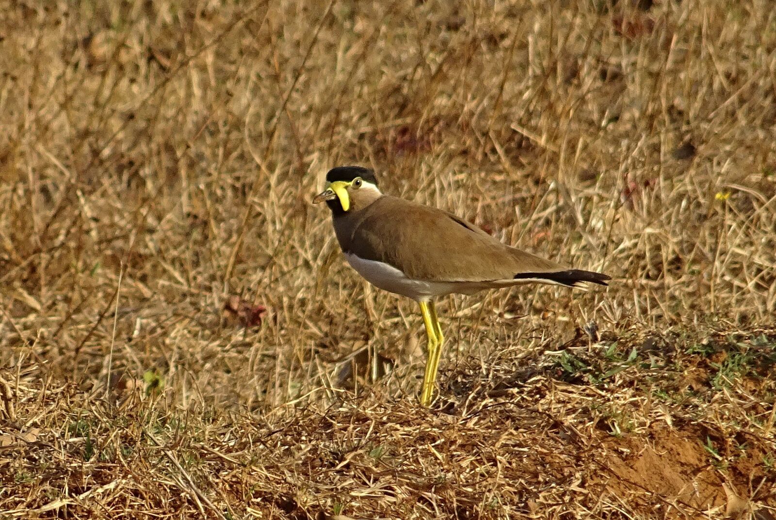 Sony DSC-HX60V sample photo. Bird, yellow-wattled lapwing, vanellus photography