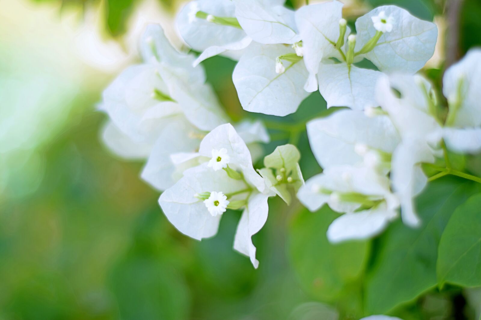 Nikon D5200 sample photo. Flowers, white, flower photography