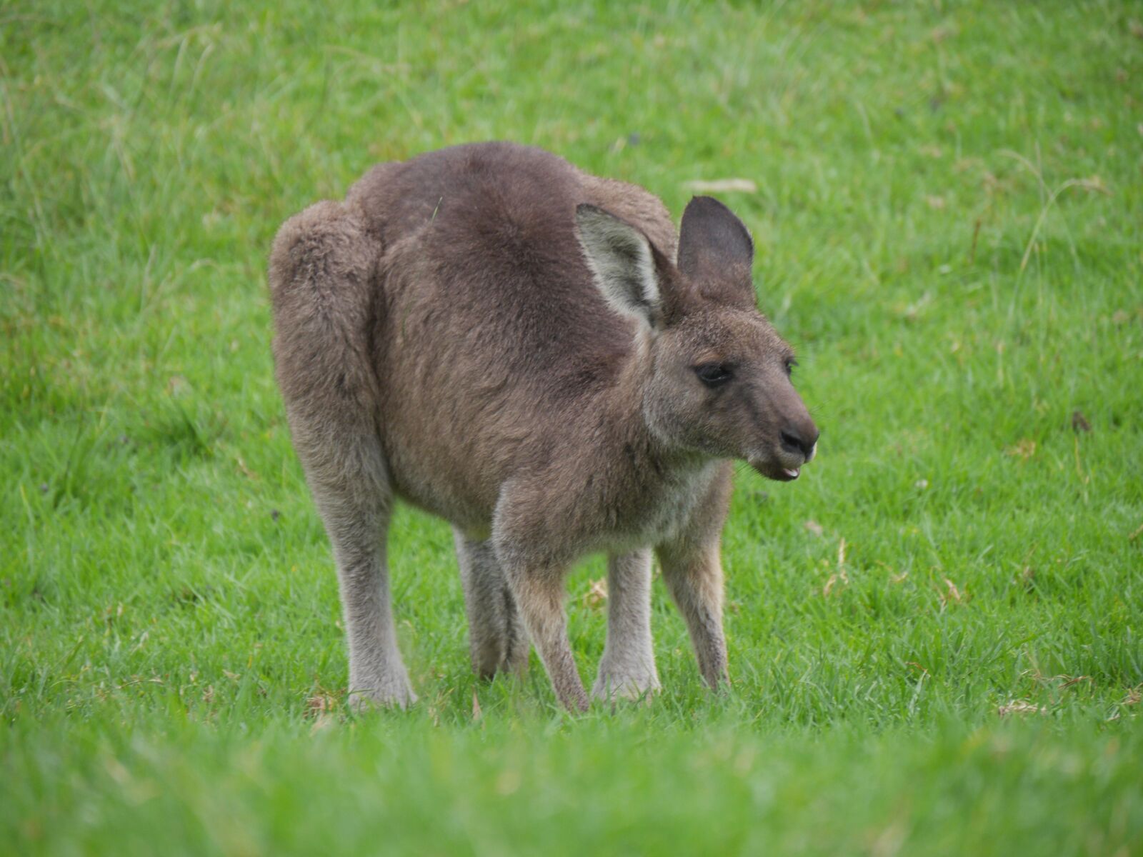 Panasonic Lumix DMC-GH3 sample photo. Kangaroo, australia, marsupial photography