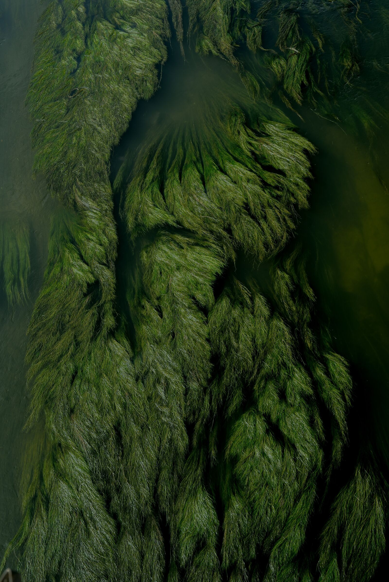 Nikon D750 sample photo. Plant, aquatic plants, river photography