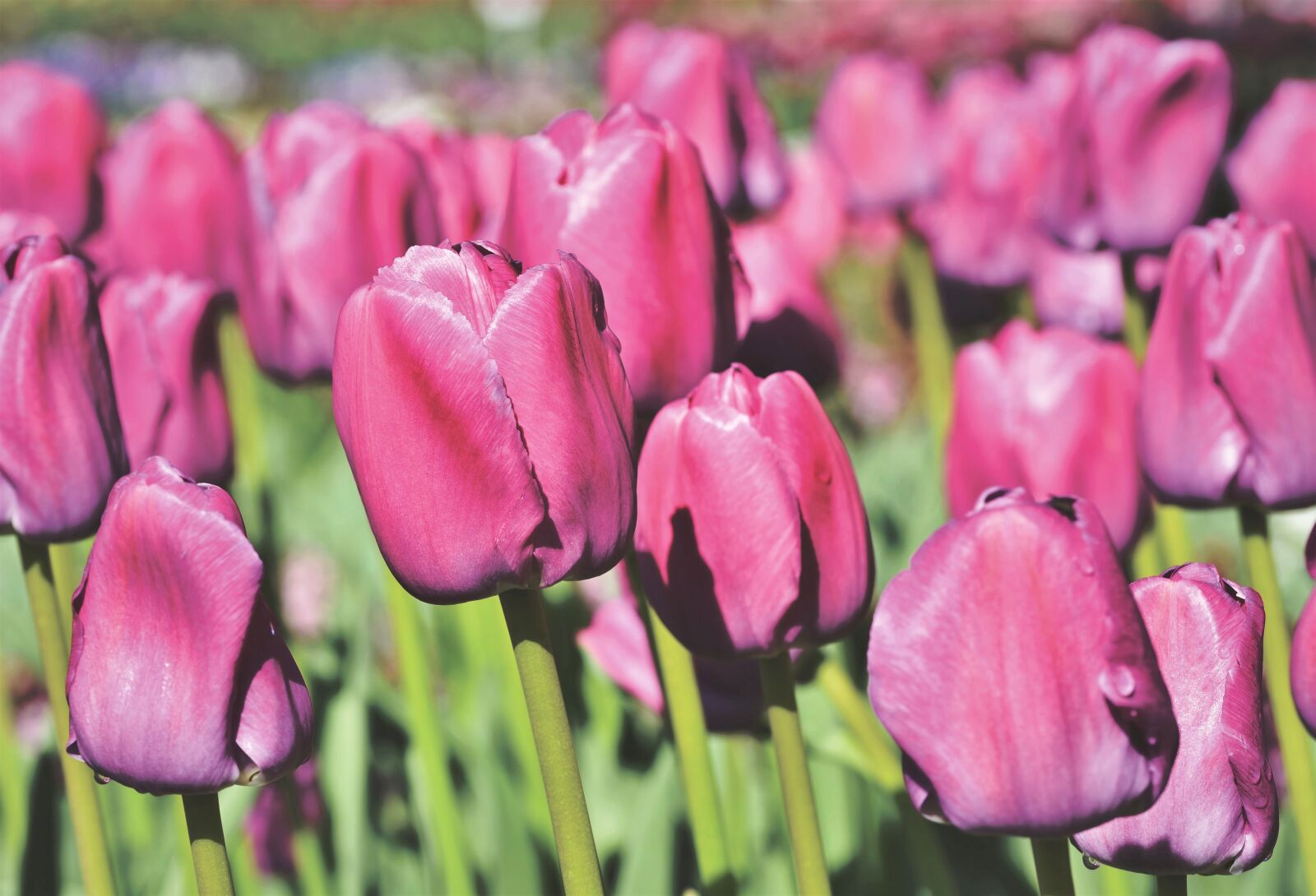 Nikon D7200 sample photo. Tulip, tulip field, blossom photography