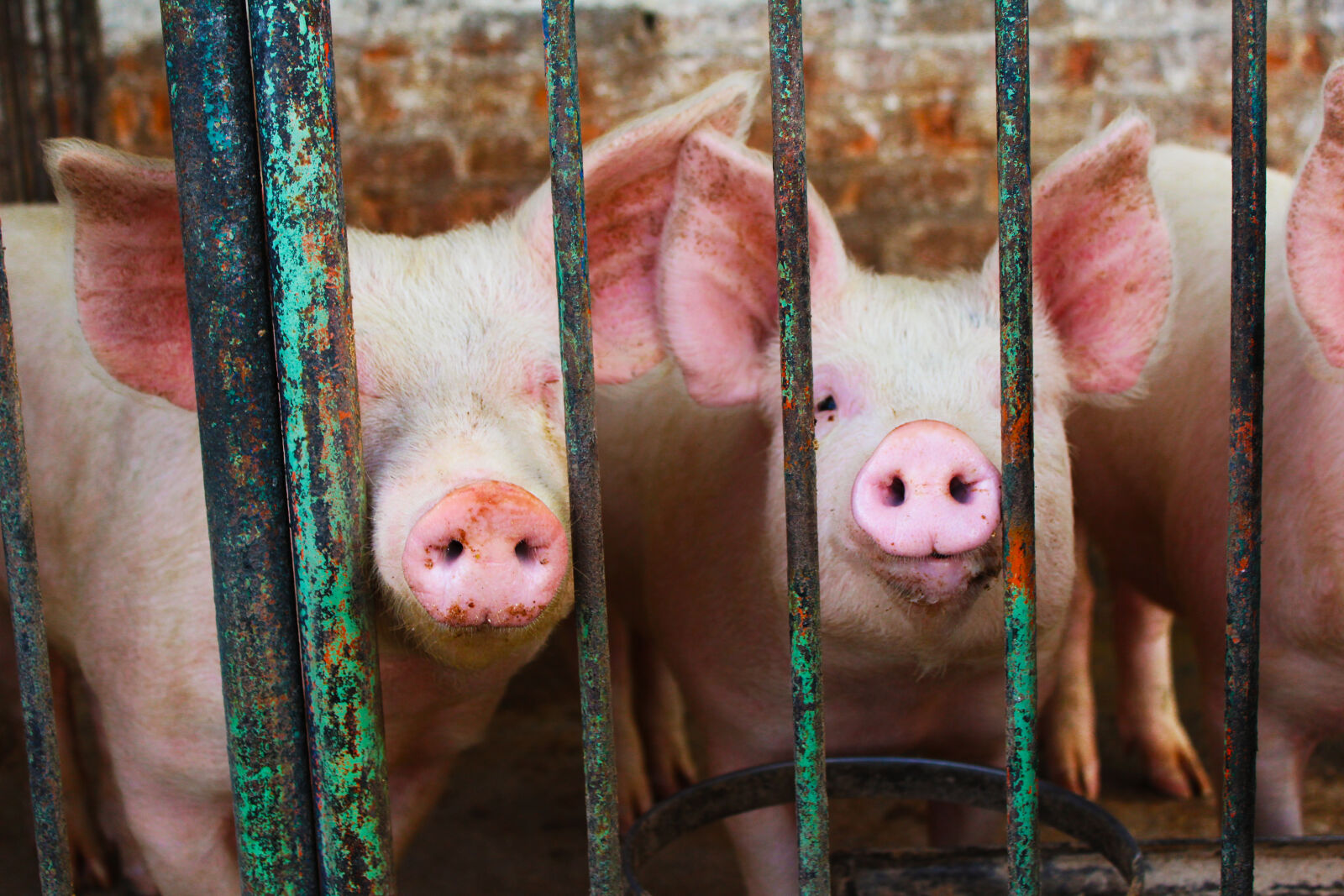 Canon EOS 1200D (EOS Rebel T5 / EOS Kiss X70 / EOS Hi) sample photo. Animal, animal, farming, pig photography