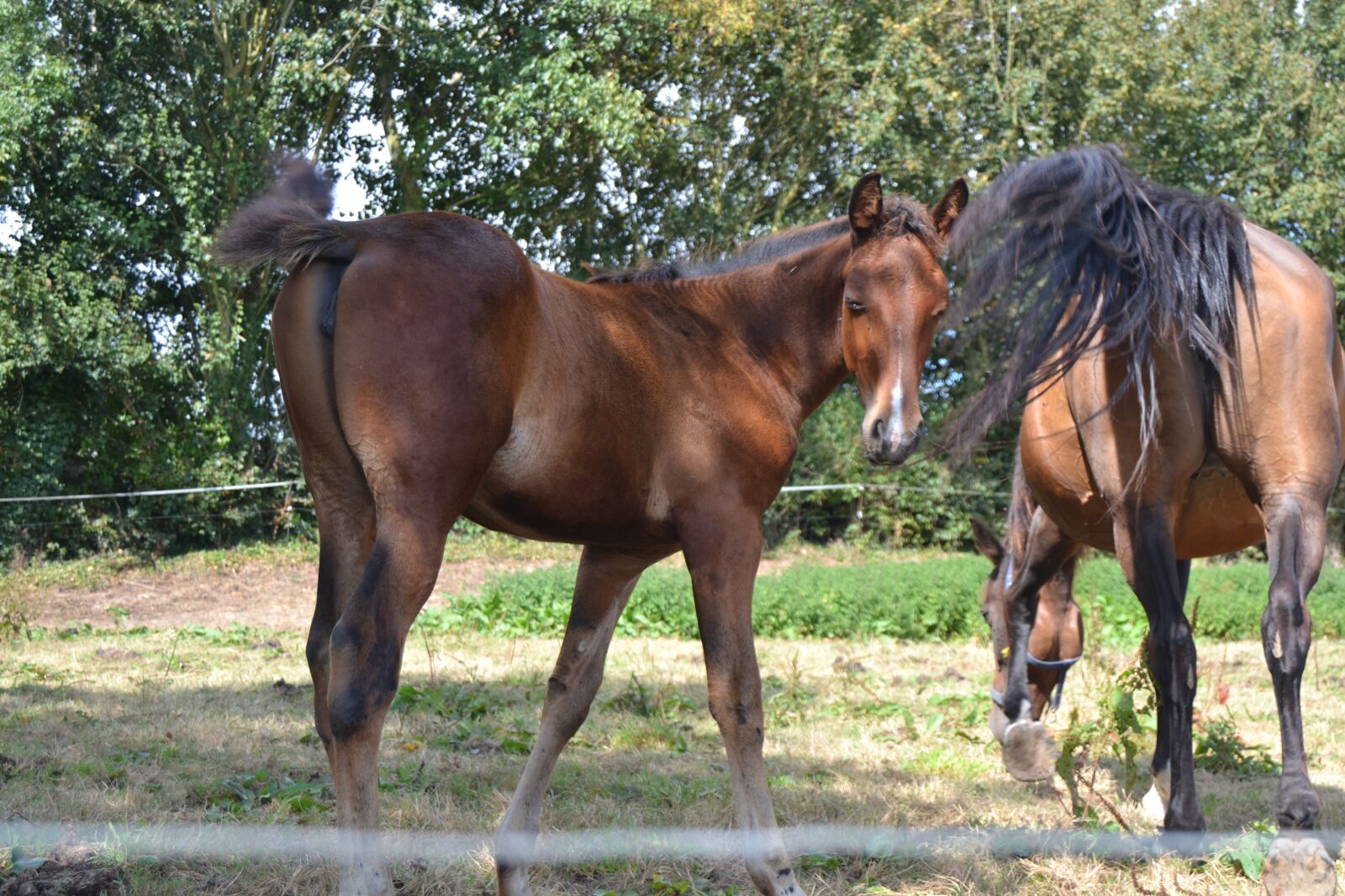Nikon D3100 sample photo. Horse, foal, meadow photography