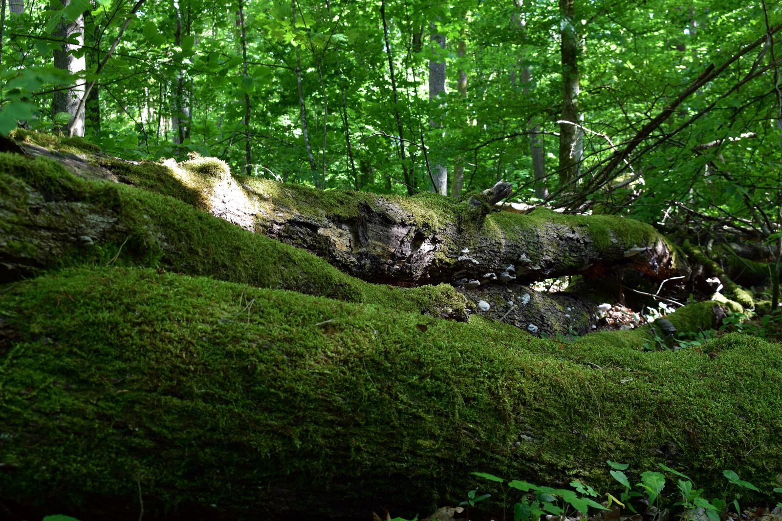 Nikon D3400 sample photo. Forest, nature, tree photography