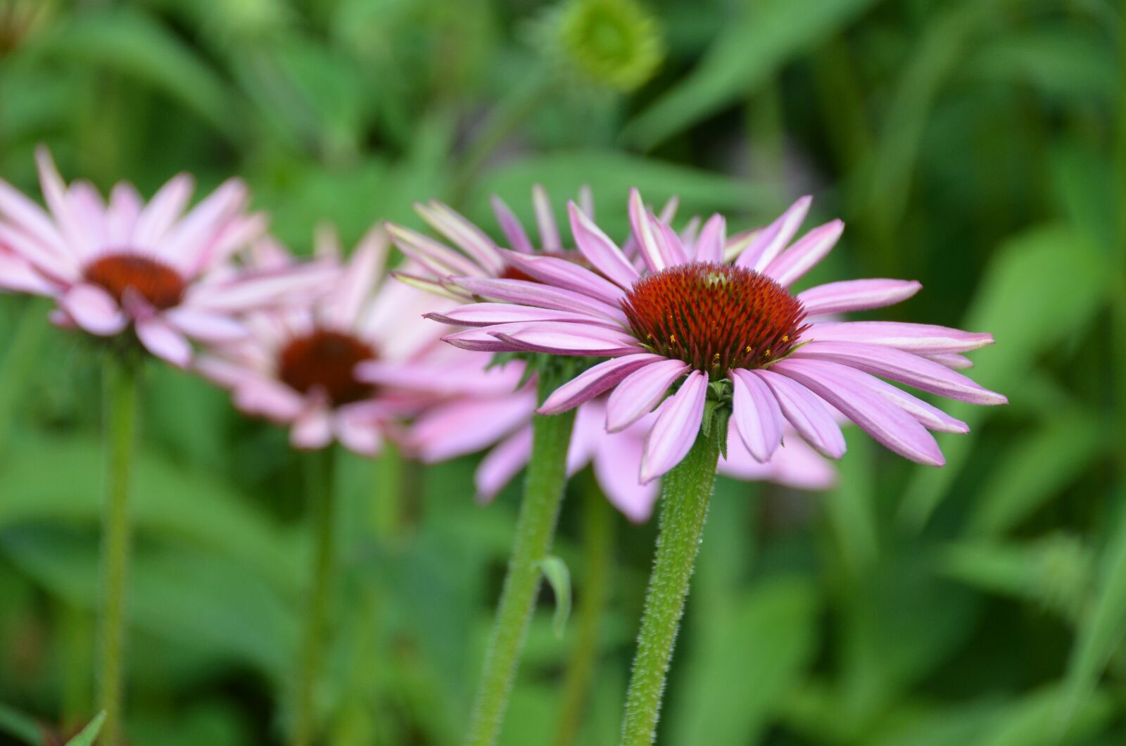 Nikon D7000 sample photo. Summer, coneflower, echinacea photography