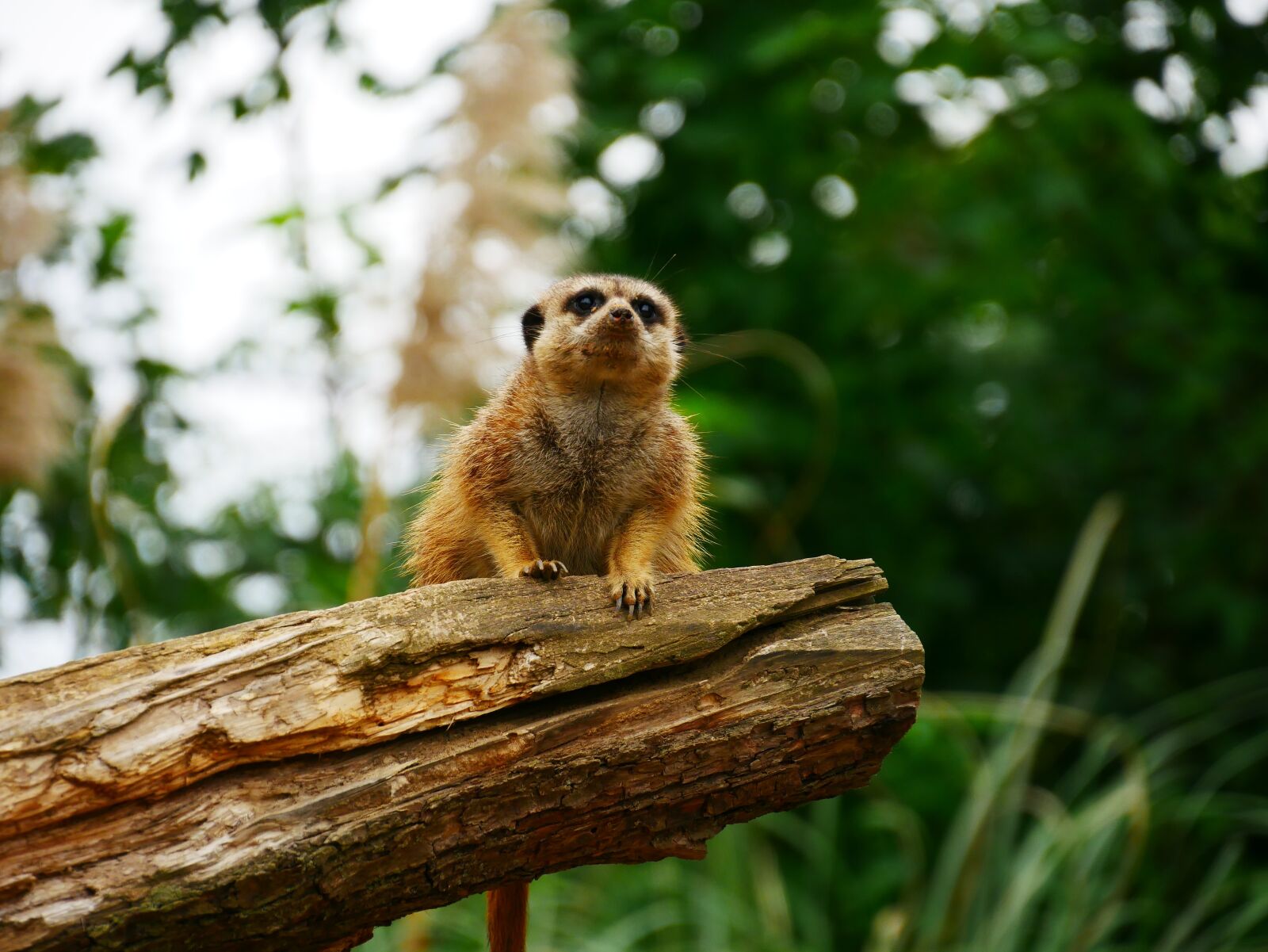 Panasonic DMC-G70 sample photo. Meerkat, animal, nature photography