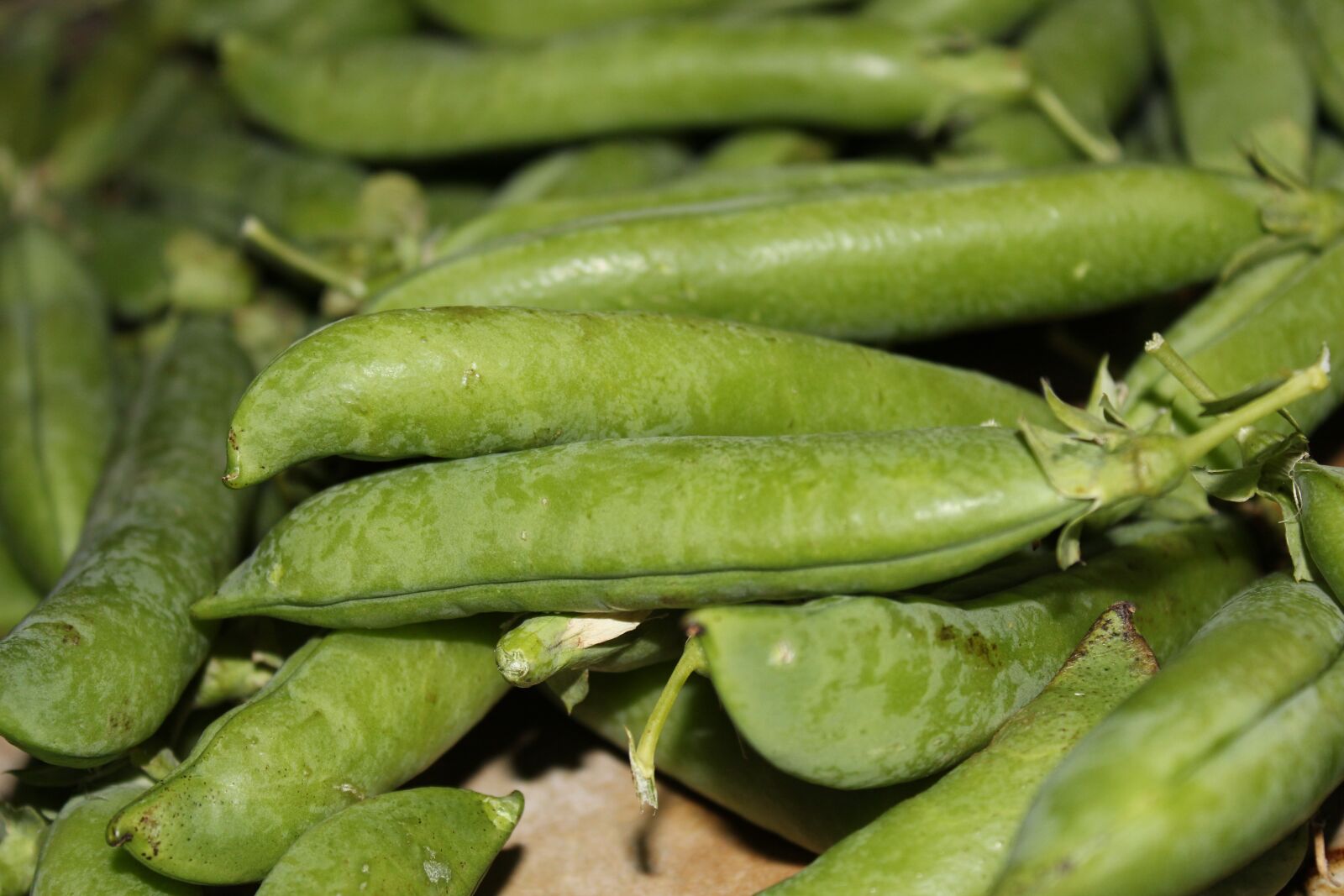 Canon EOS 600D (Rebel EOS T3i / EOS Kiss X5) sample photo. Green peas, pea, cultivation photography