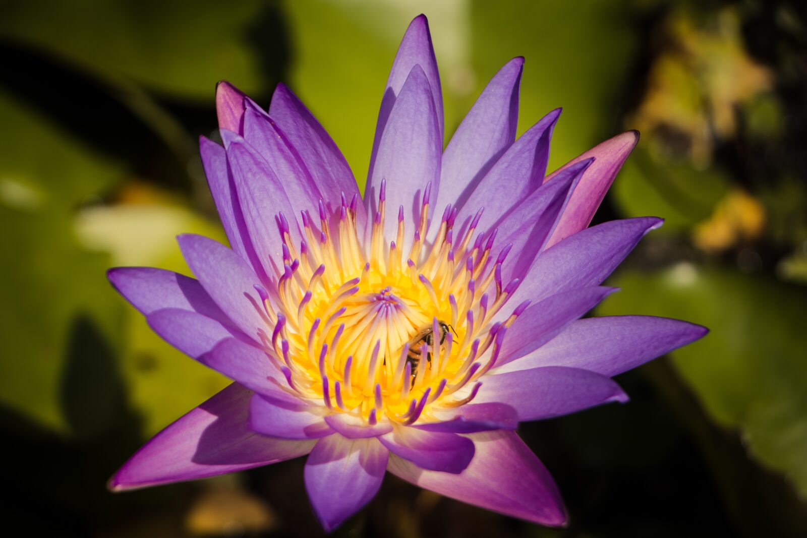 Canon EOS 70D sample photo. Lotus, pool, flora photography