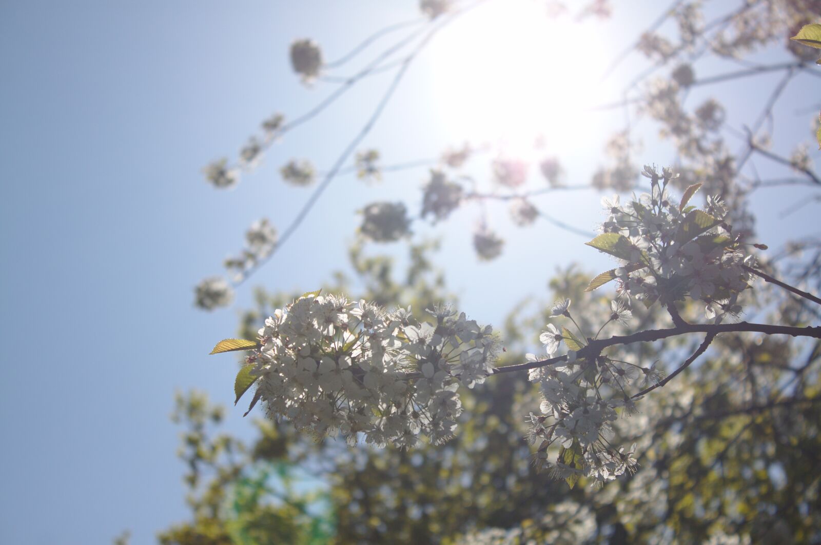 Canon EOS 50D sample photo. Cherry, spring, blossom photography