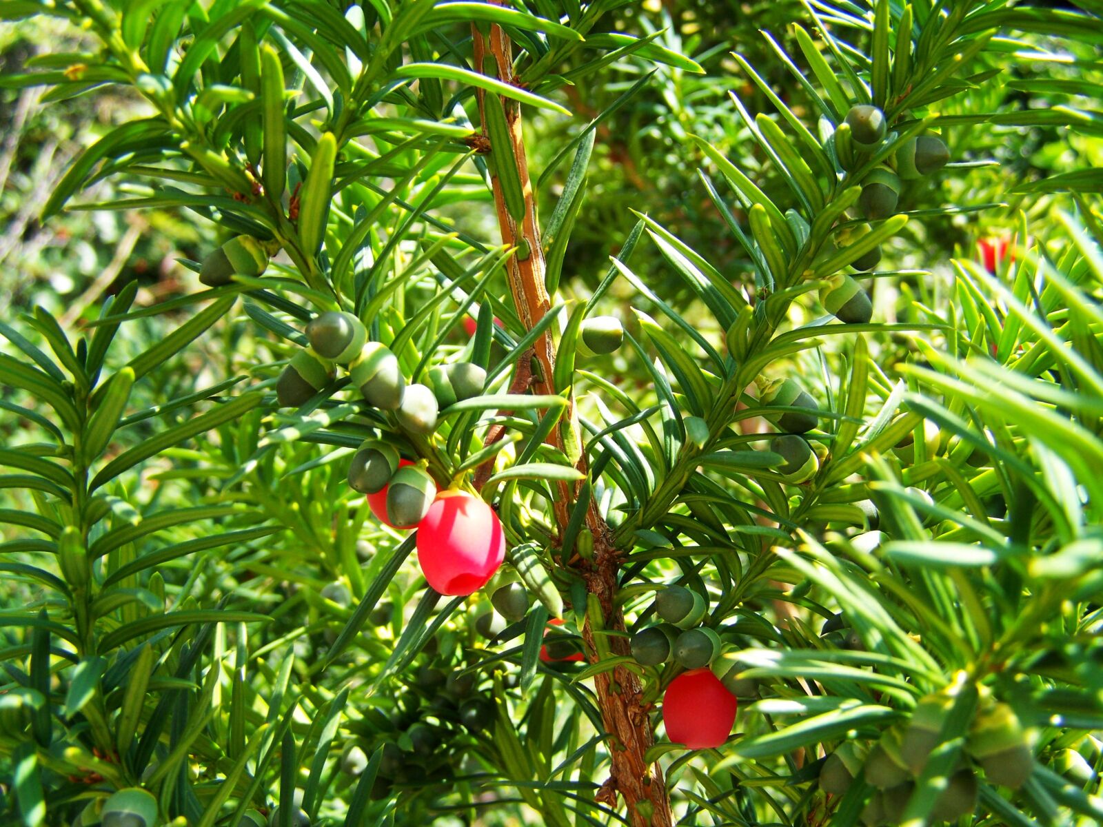 Kodak EASYSHARE ZD710 ZOOM DIGITAL CAMERA sample photo. Yew, berries, green photography