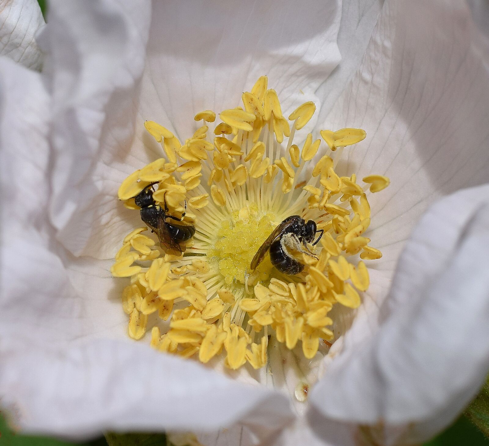 Nikon D3300 sample photo. Wasps in rose, wasp photography