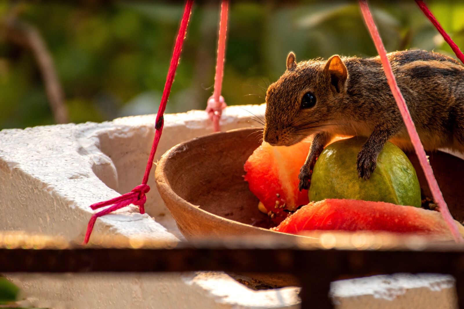 Nikon D5500 sample photo. Squirrel, chipmunk, animal photography