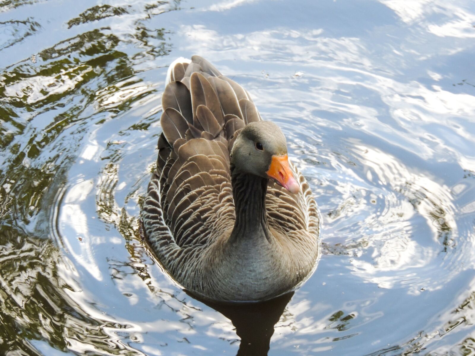Nikon Coolpix P510 sample photo. Geese, gander, bird photography